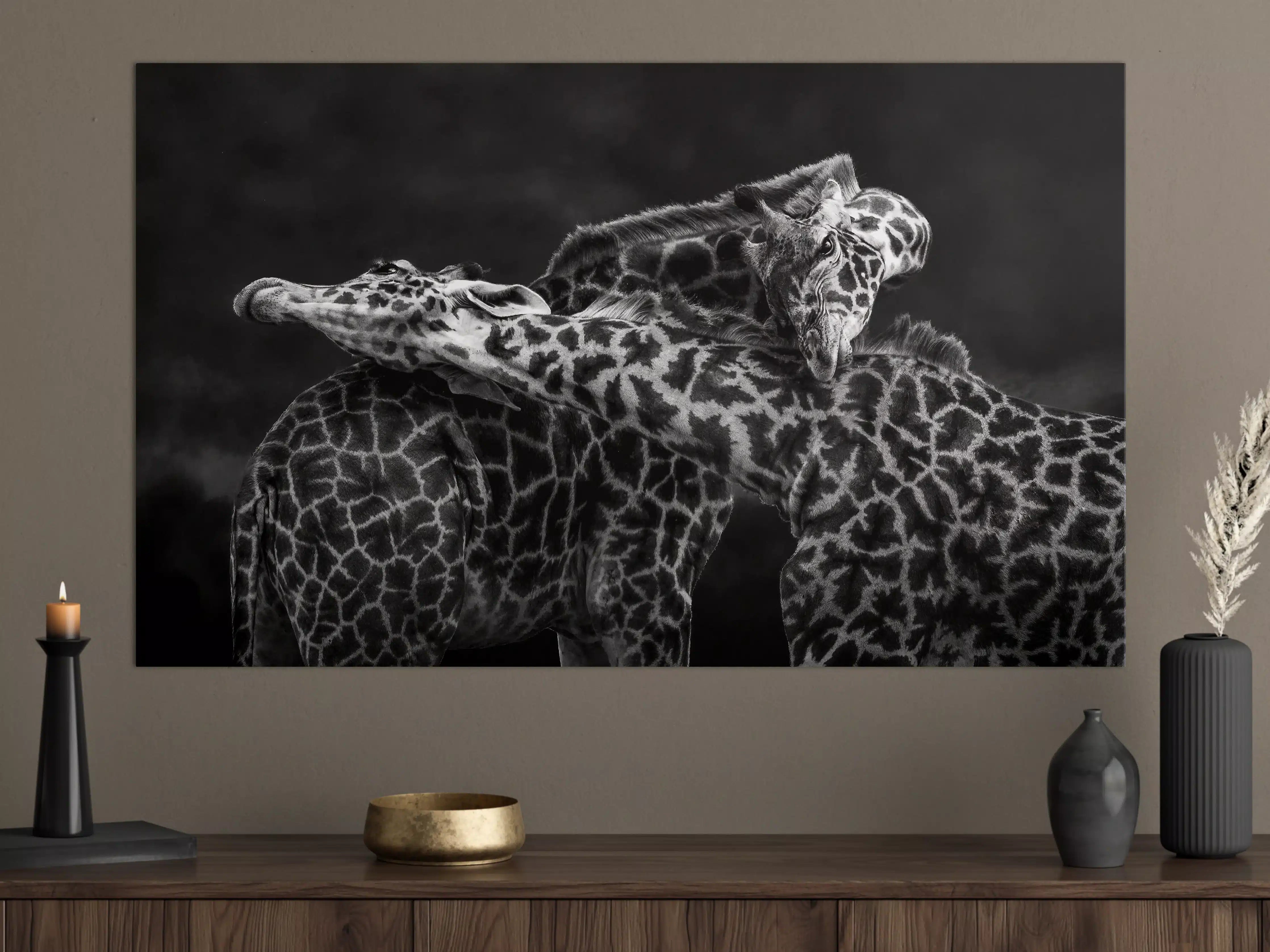 Große Wandbilder - Schwarz-Weiß-Giraffen in inniger Umarmung
