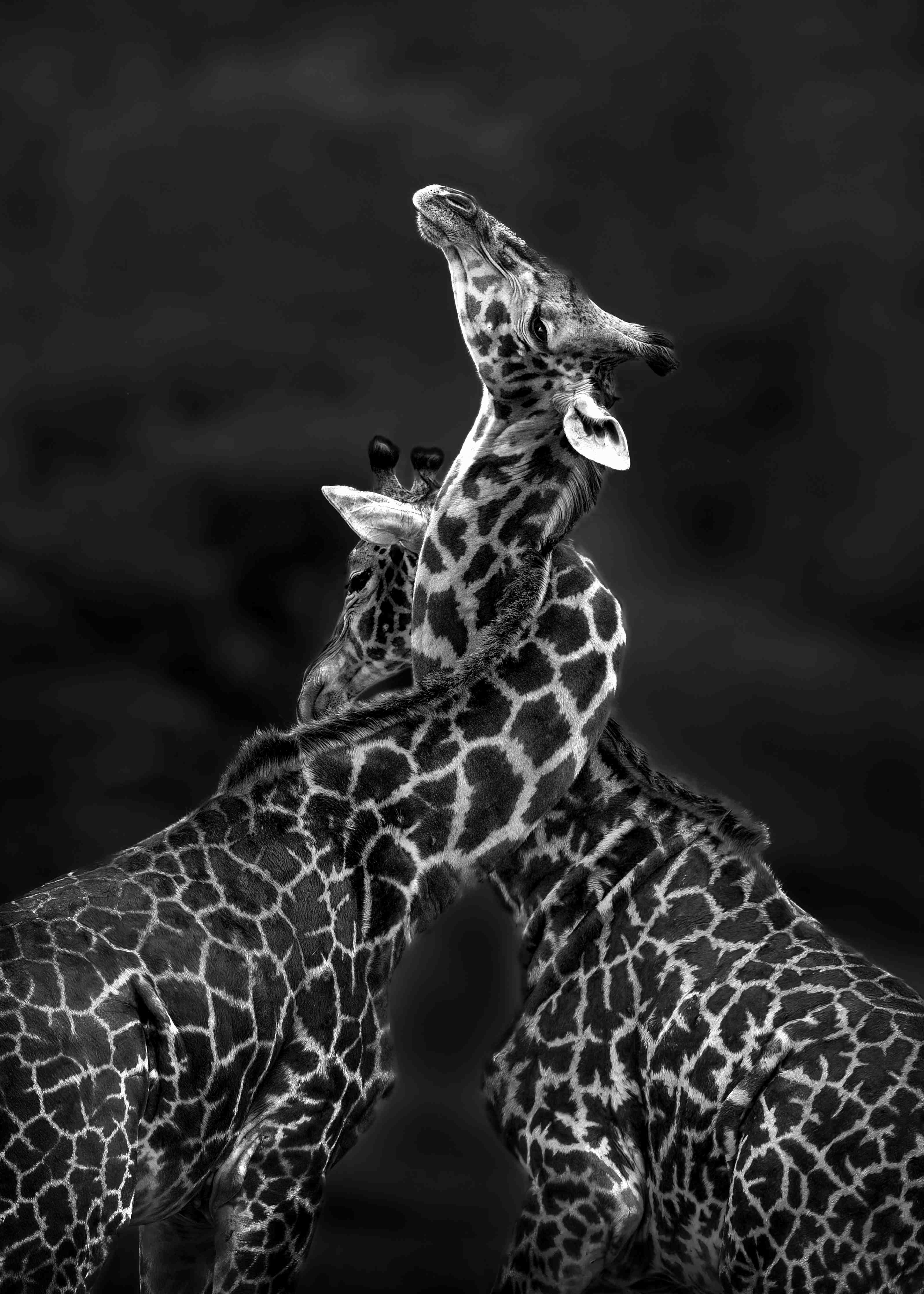 Große Wandbilder-Schwarz-Weiß-Giraffen in natürlicher Pose