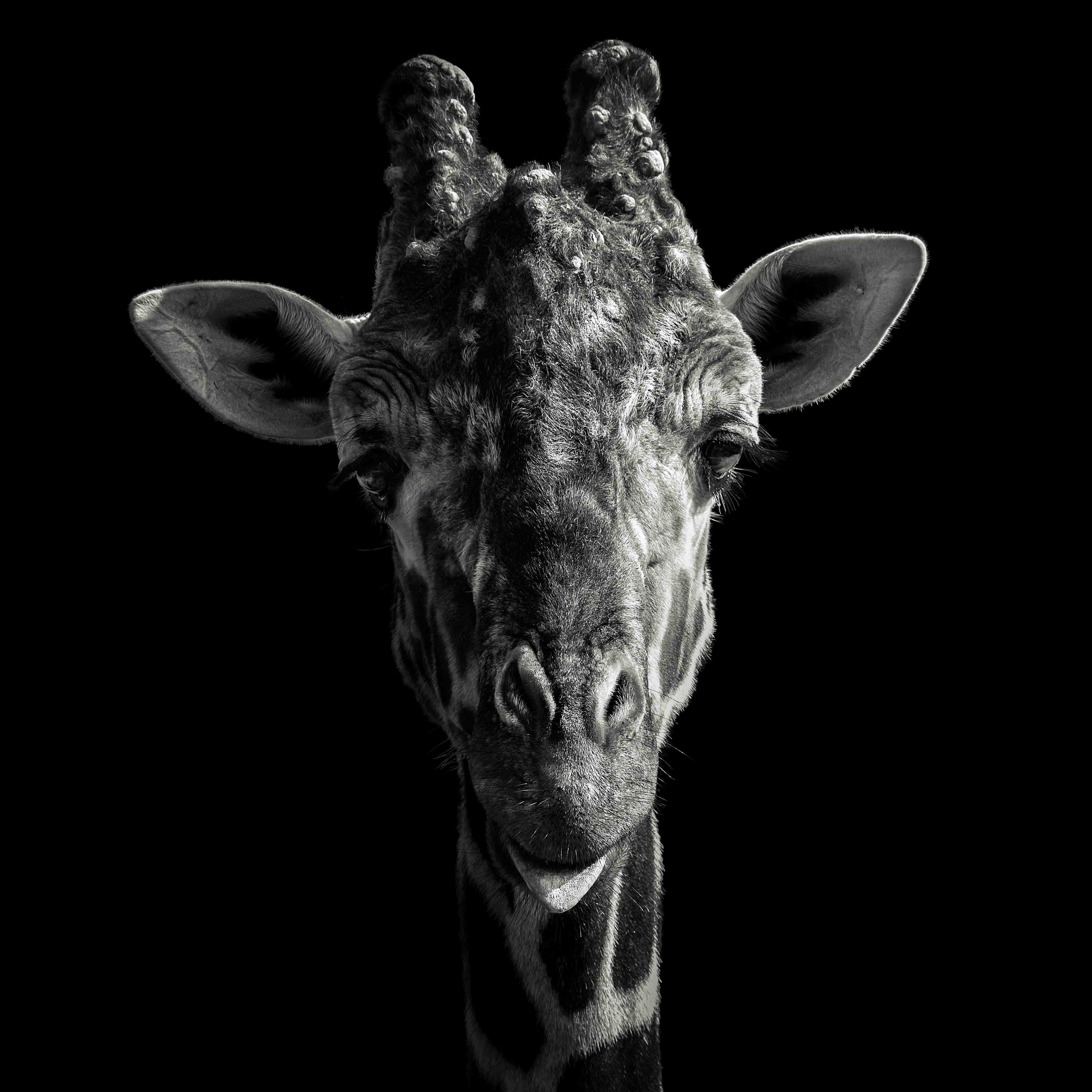 Große Wandbilder-Schwarz-Weiß-Giraffenporträt