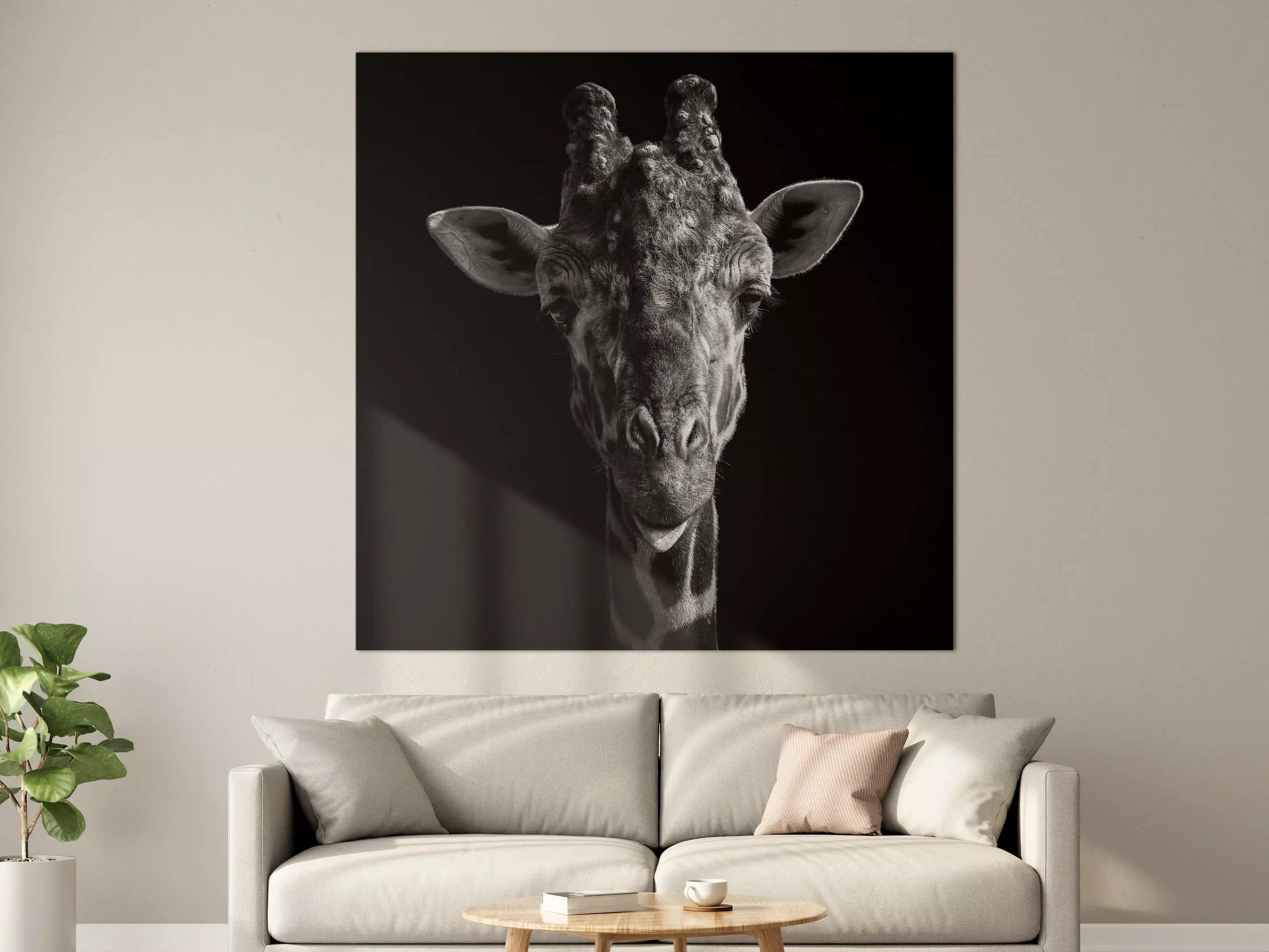 Große Wandbilder - Schwarz-Weiß-Giraffenporträt