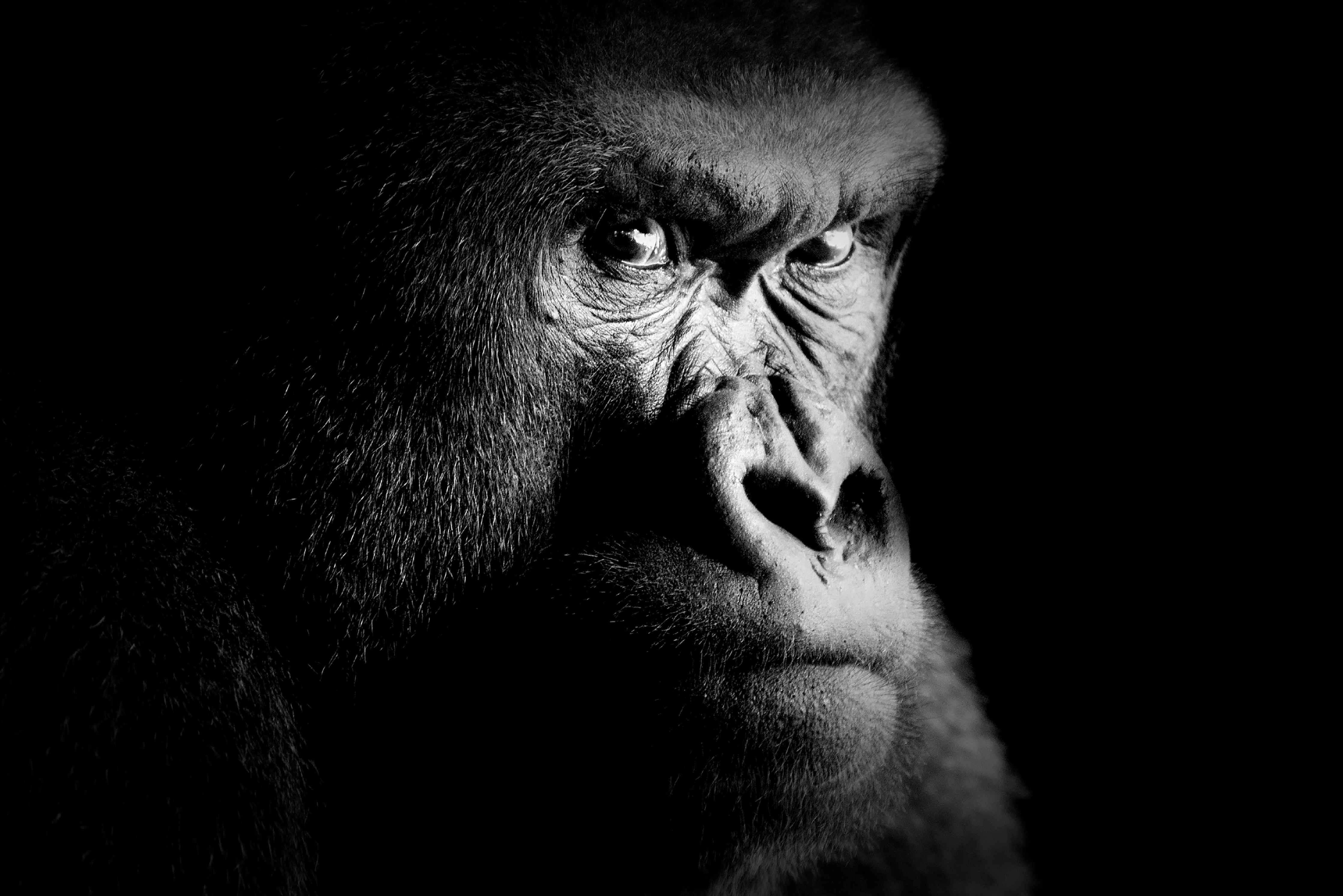 Große Wandbilder-Schwarz-Weiß-Gorilla mit intensiven Blick