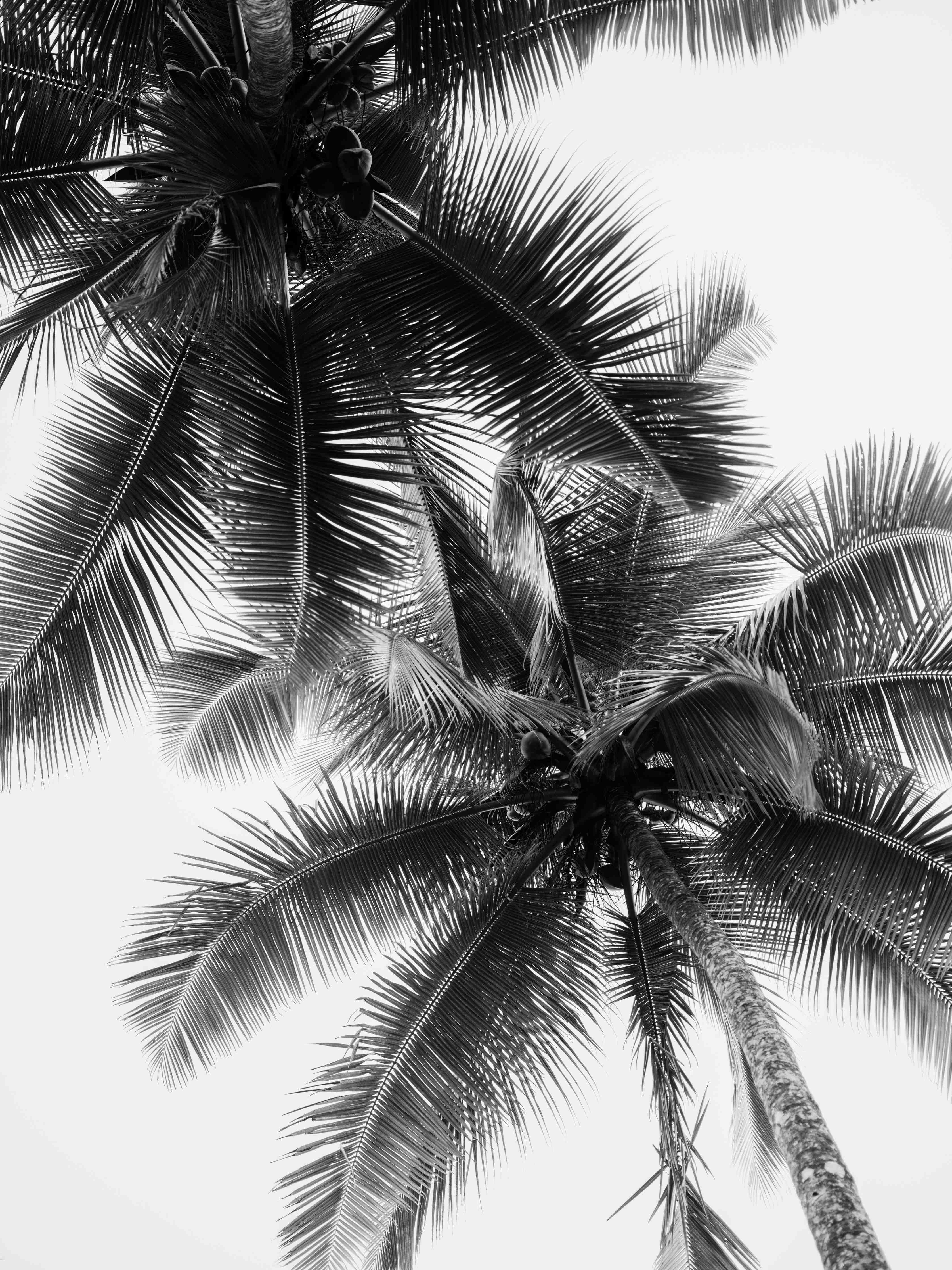 Große Wandbilder-Schwarz-Weiß-Palmenhof