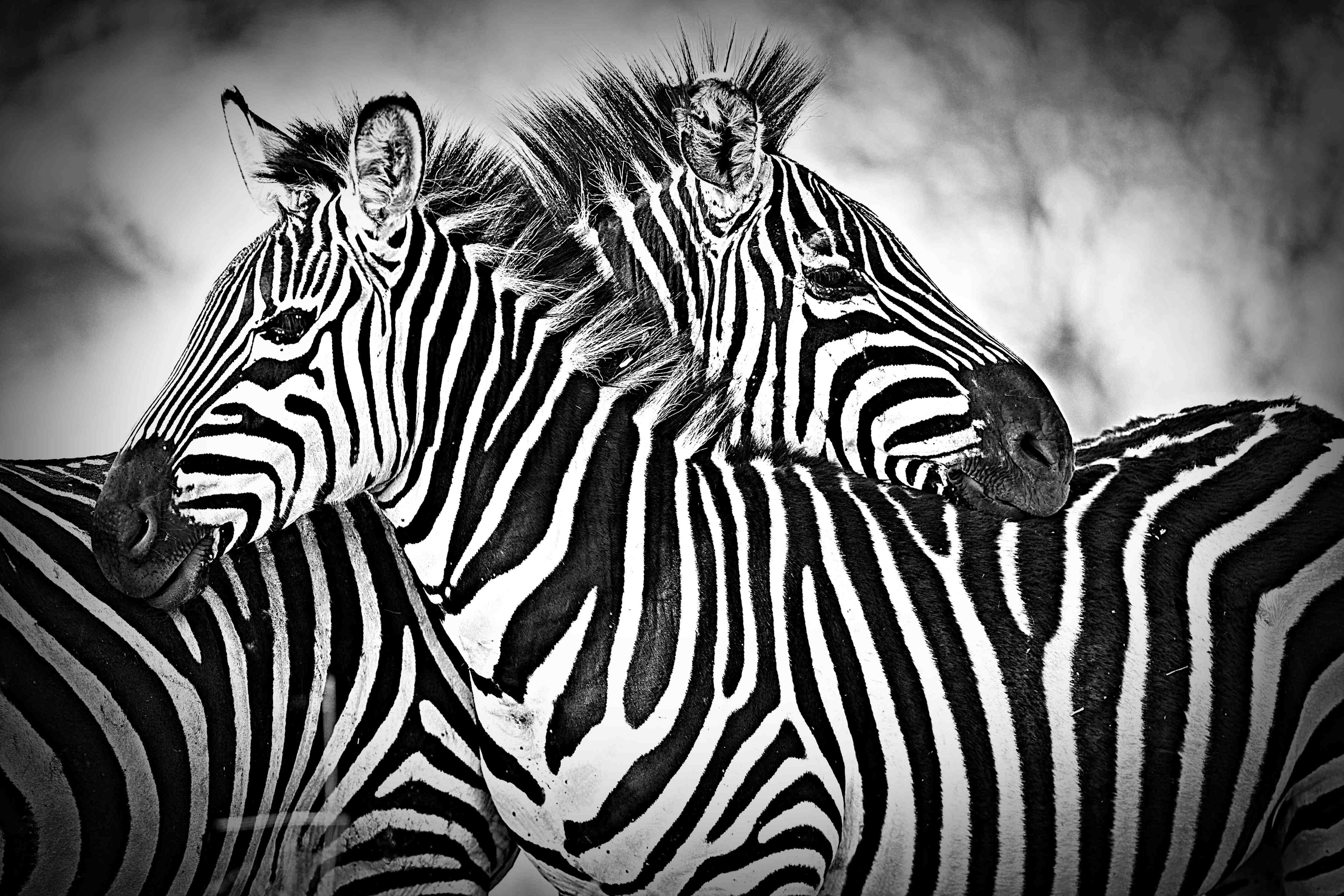 Große Wandbilder-Schwarz-Weiß Zebra-Paar in Nahaufnahme