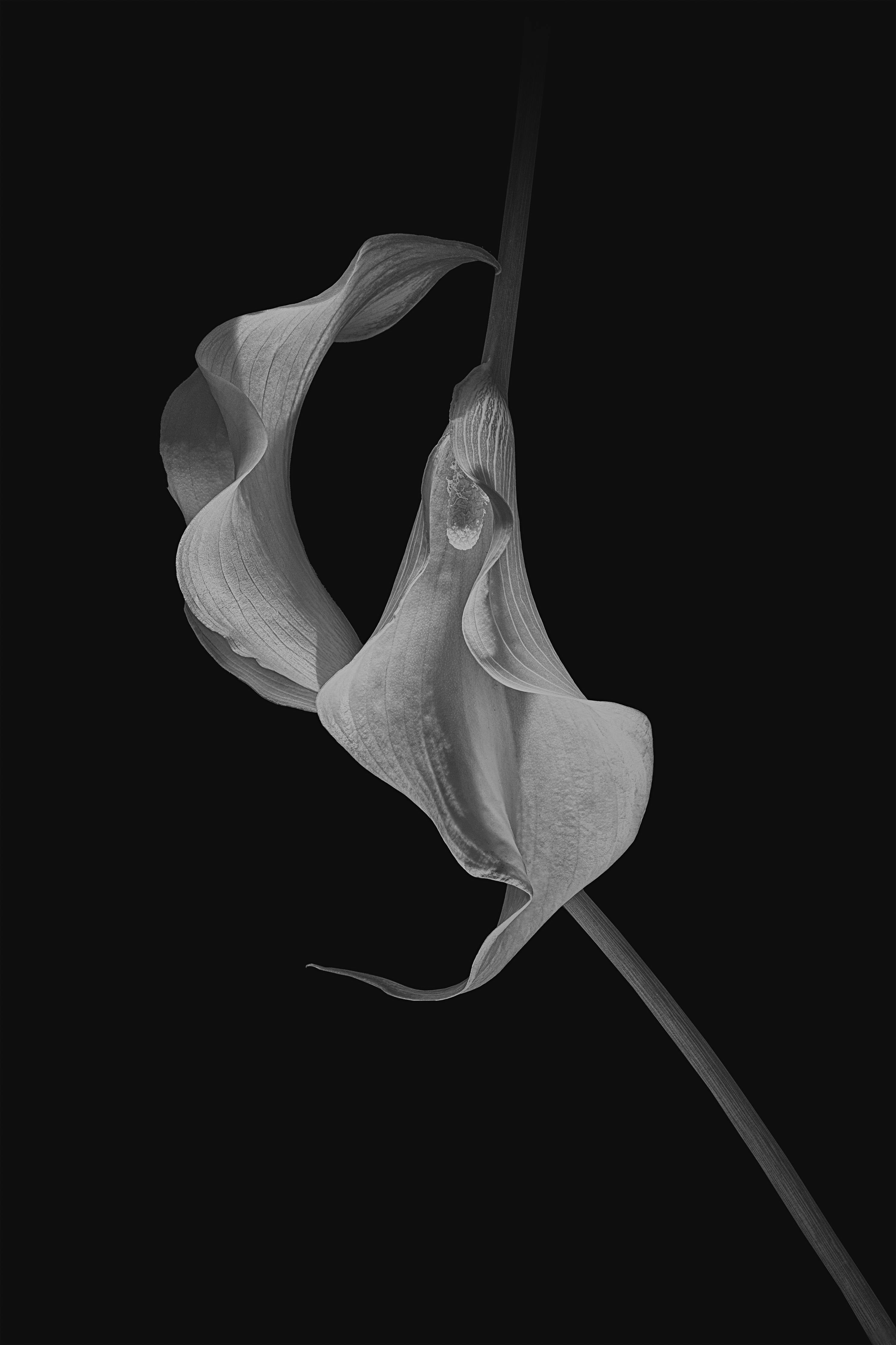 Große Wandbilder-Schwarz-Weiße Blütenfotografie mit künstlerischer Eleganz