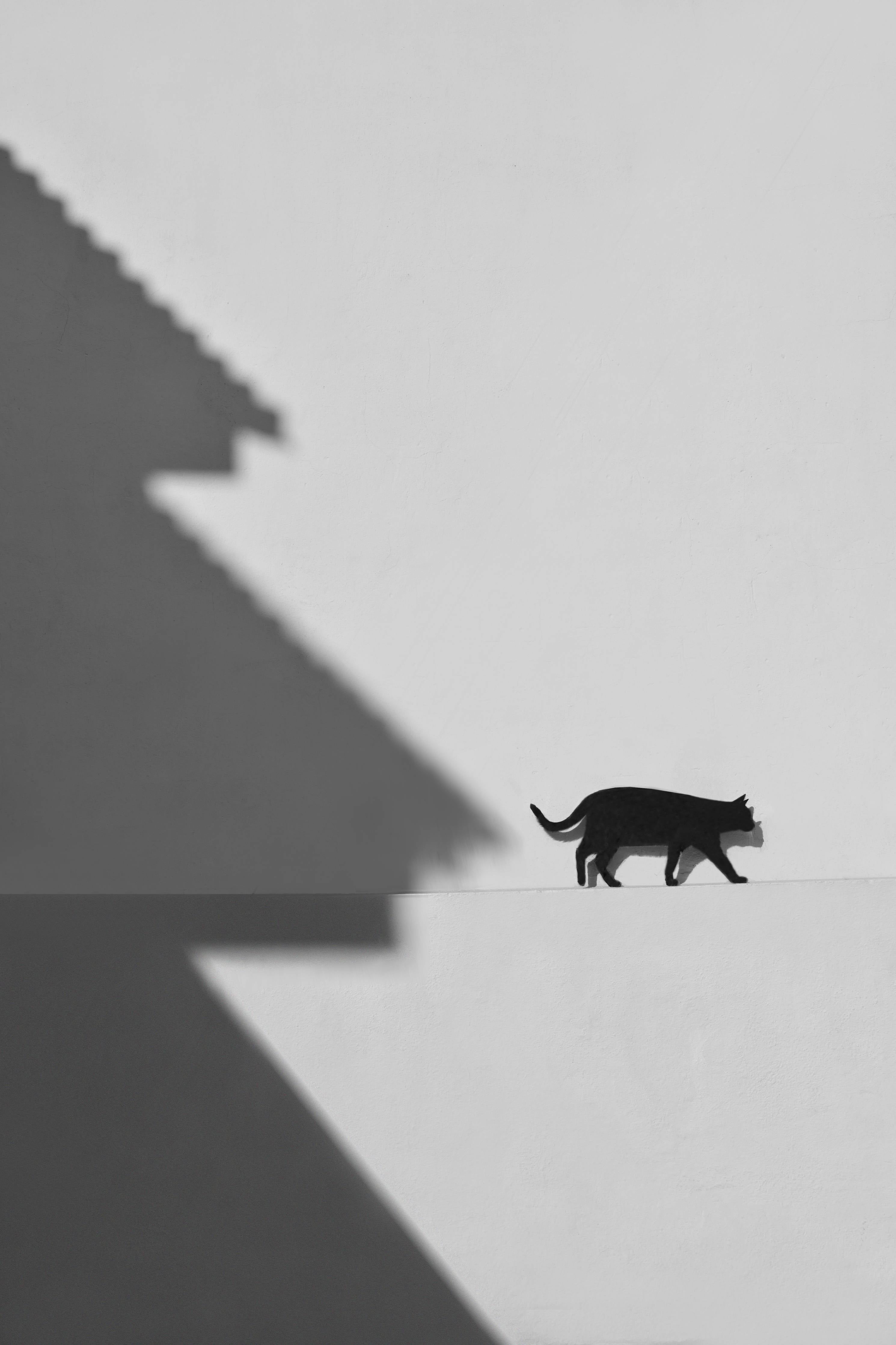 Große Wandbilder-Schwarz-Weiße Katzen-Silhouette mit Schatteneffekt