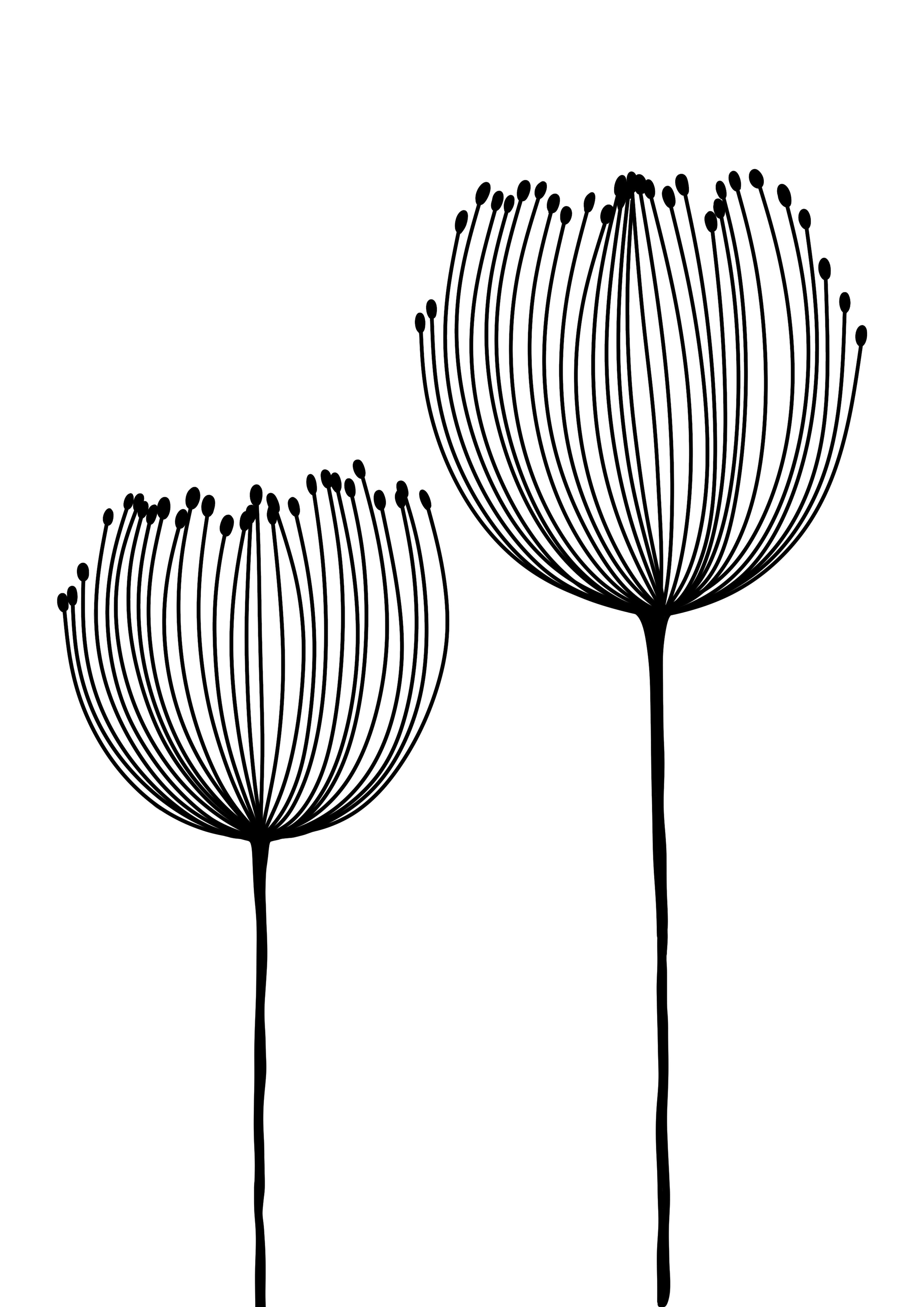 Große Wandbilder-Schwarz-weiß Blumentaylorama