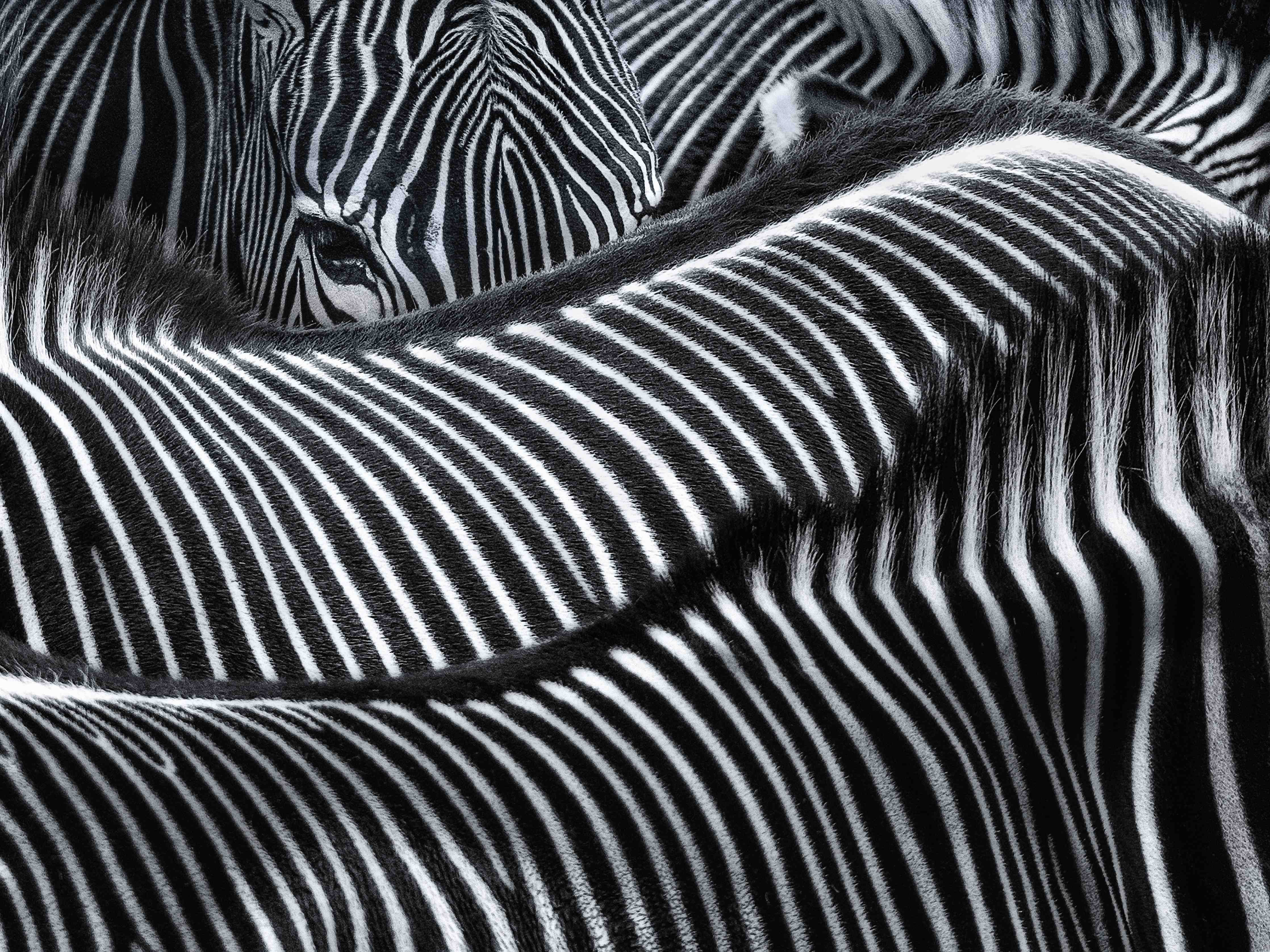 Große Wandbilder-Schwarze und weiße Zebra-Mustertextur