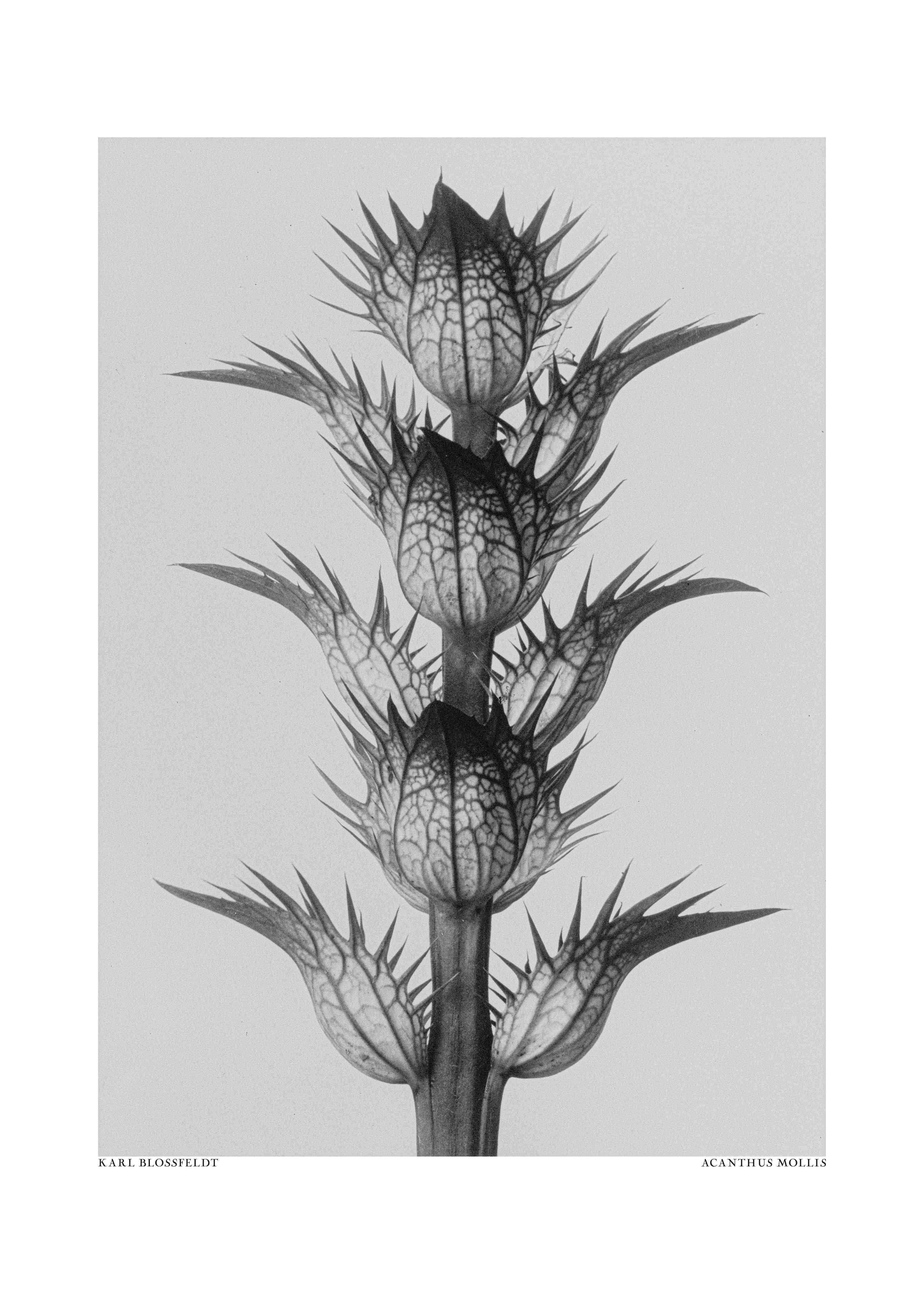 Große Wandbilder-Schwarzweiß-Bild einer Distel mit spitzen Blättern