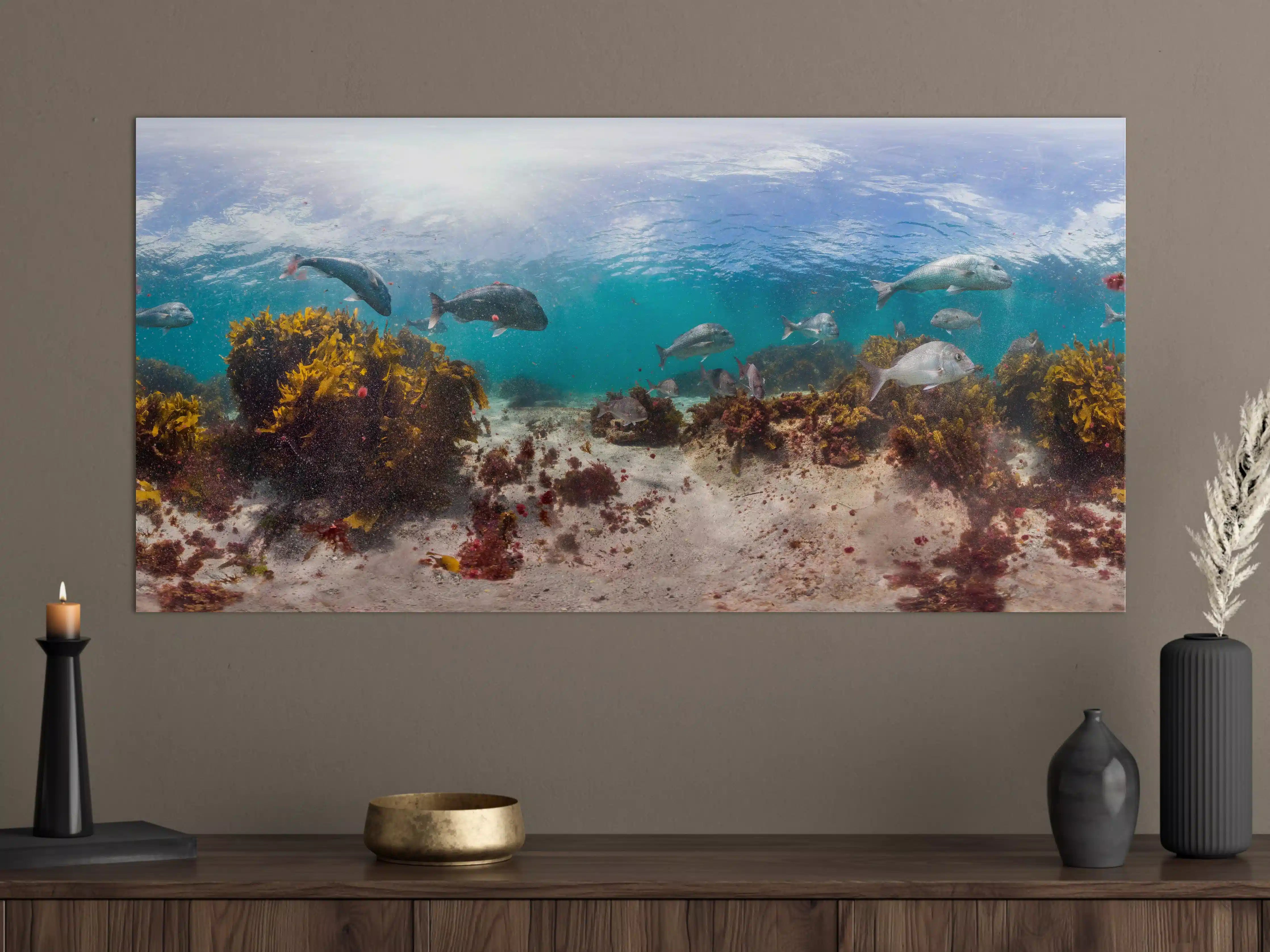 Große Wandbilder - Seetang und Fisch in Neuseeland