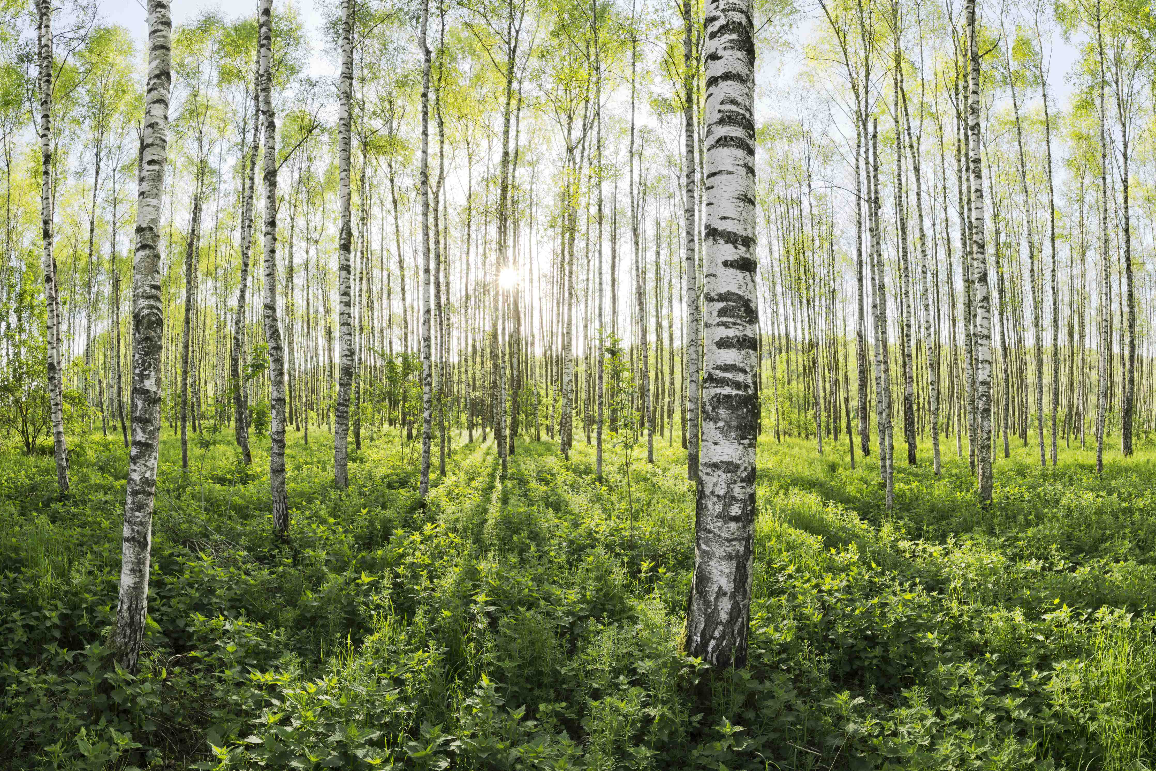 Große Wandbilder-Silberne Birken im Morgenlicht