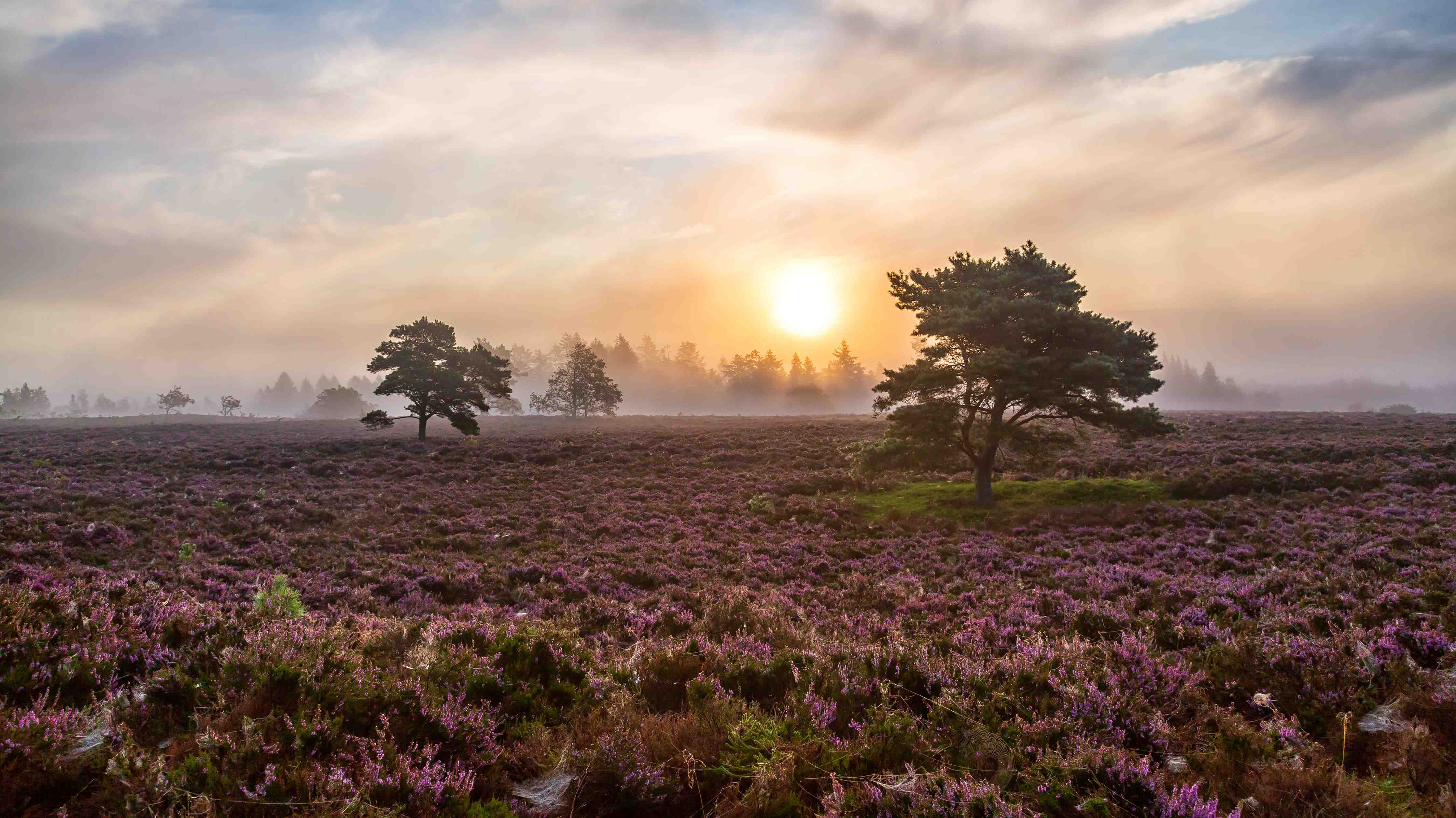 Große Wandbilder-Sonnenaufgang über blühender Heide