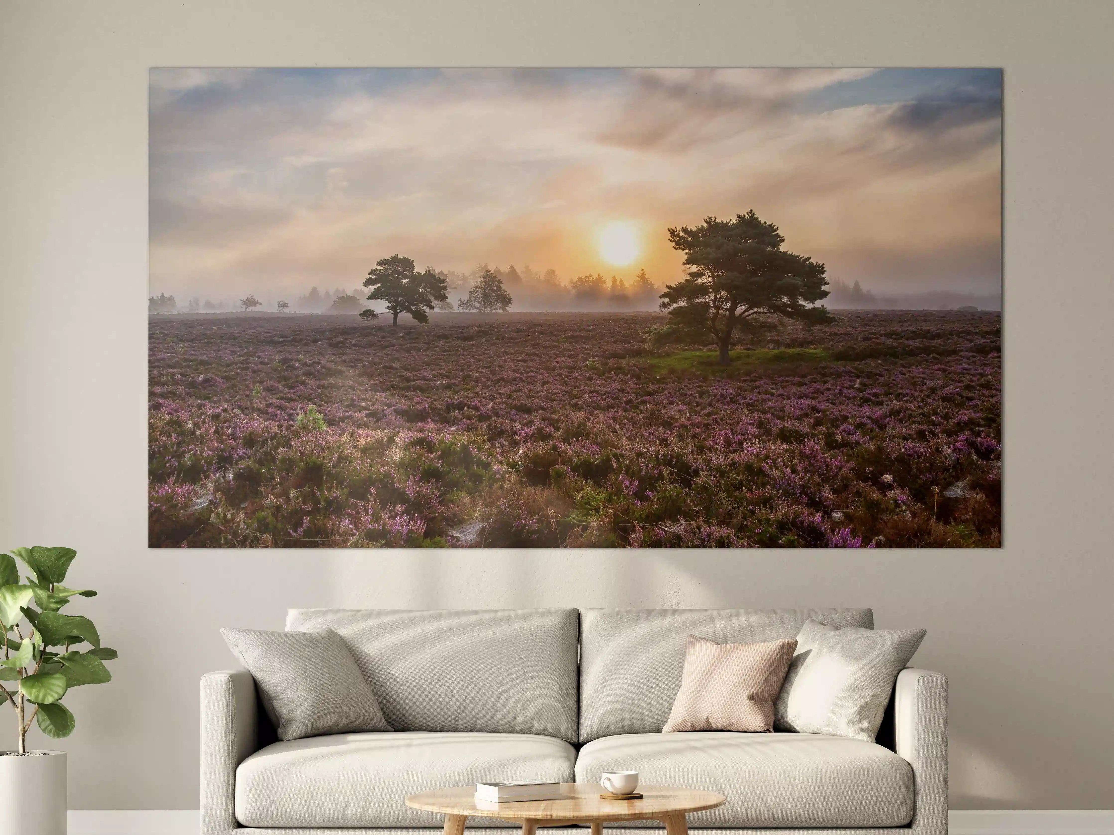 Große Wandbilder - Sonnenaufgang über blühender Heide