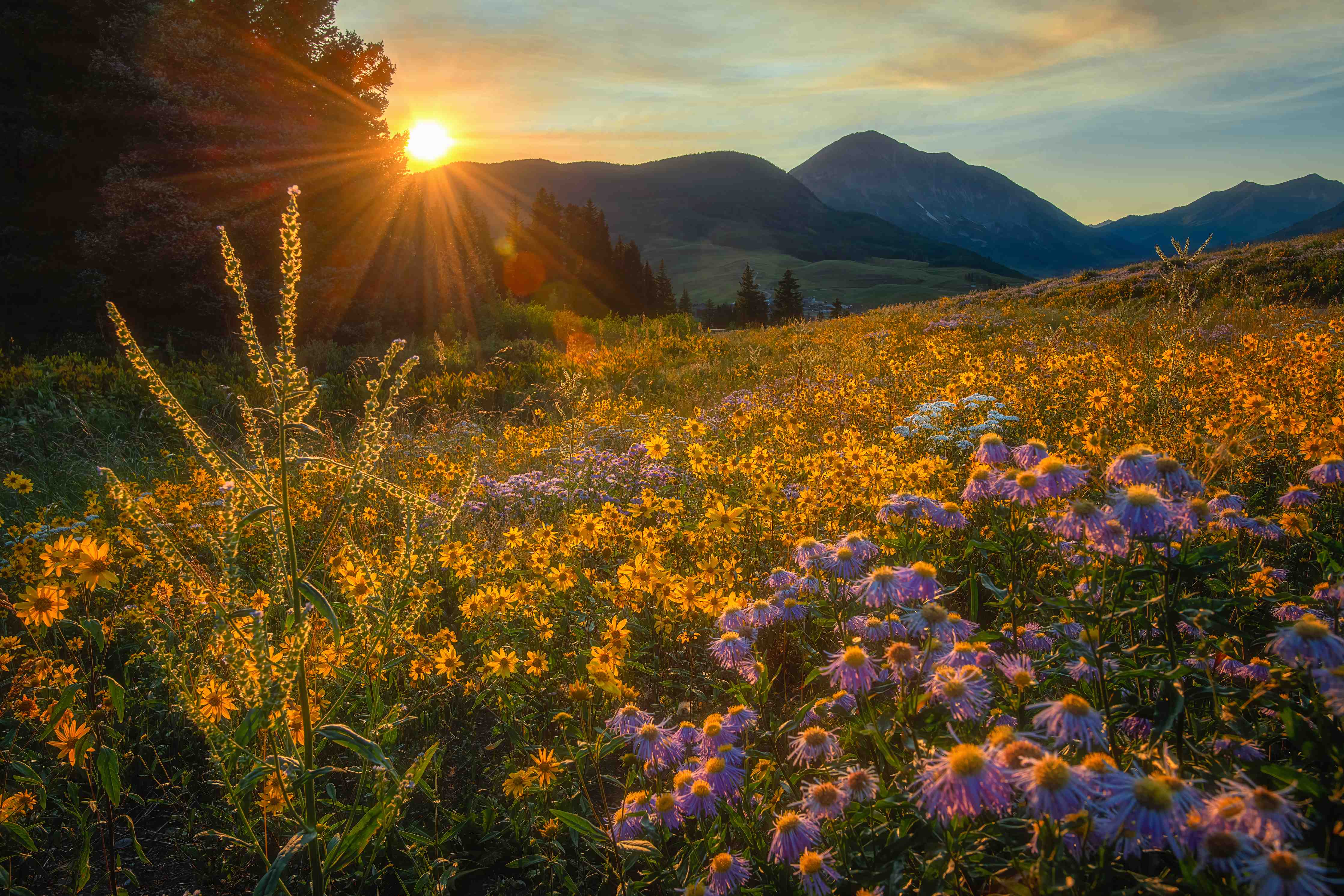 Große Wandbilder-Sonnenaufgang über einem Blumenfeld