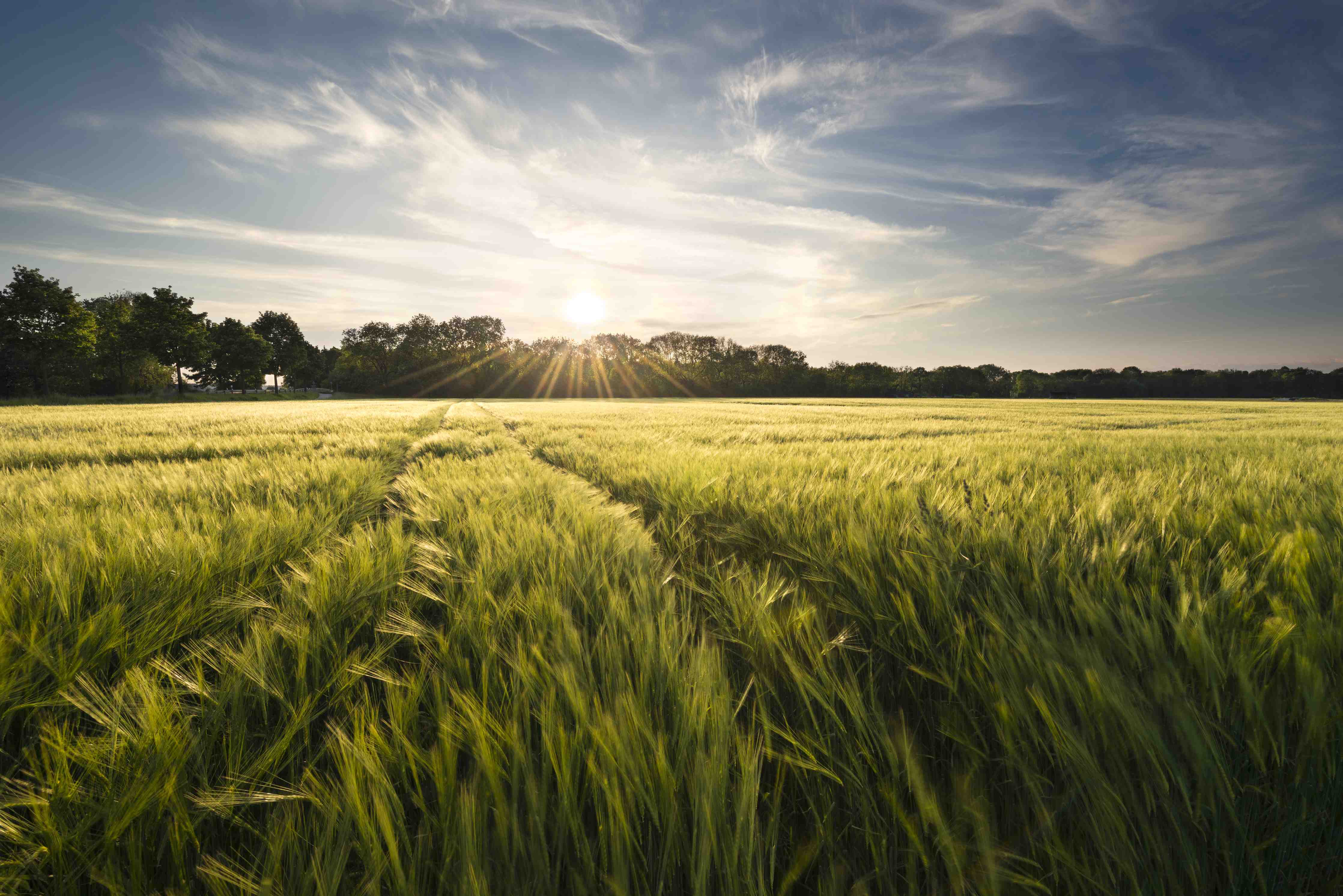 Große Wandbilder-Sonnenaufgang über einem grünen Feld