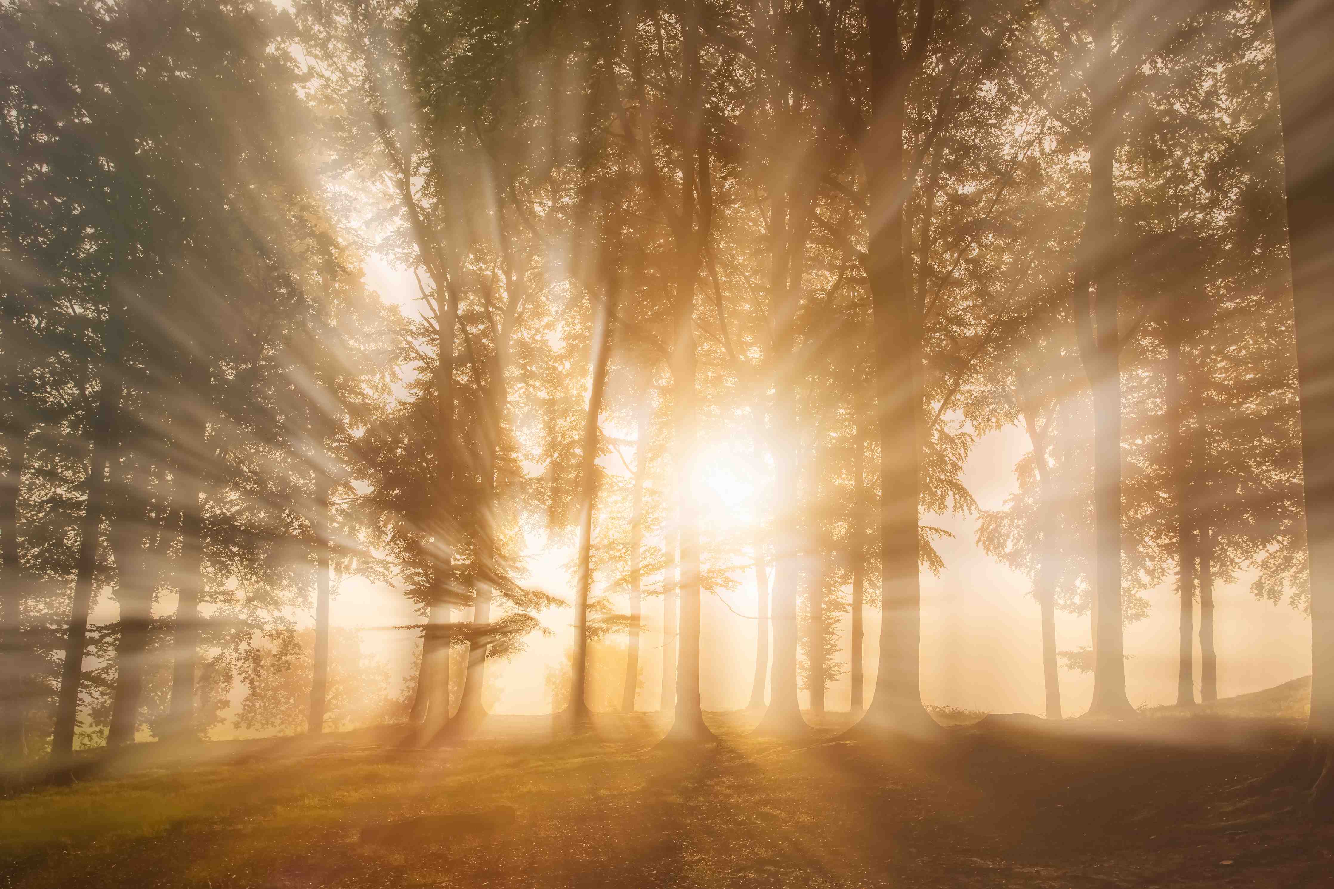 Große Wandbilder-Sonnenstrahlen durch den Wald