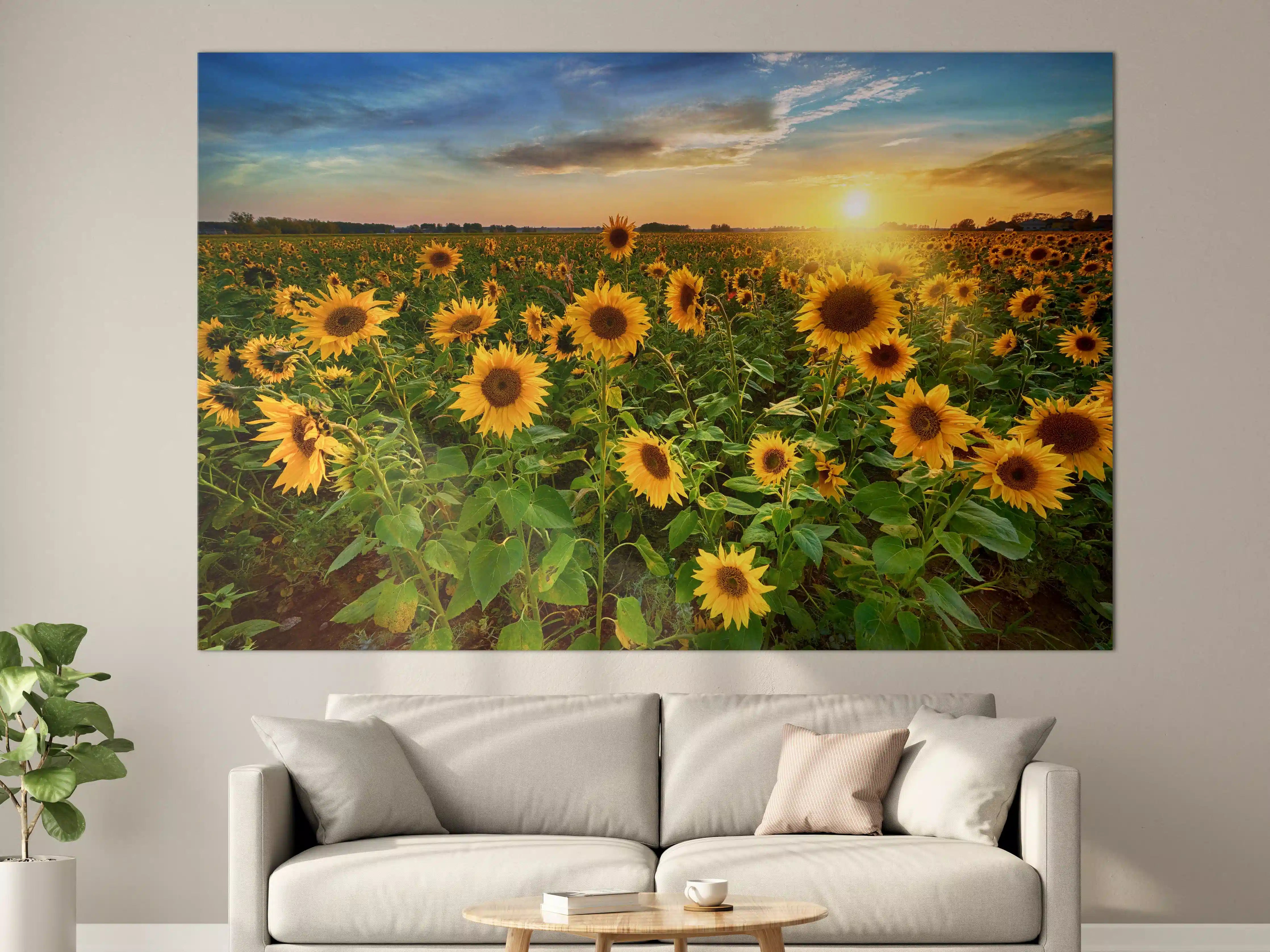 Große Wandbilder - Sonnenuntergang über Sonnenblumenfeld in Hessen