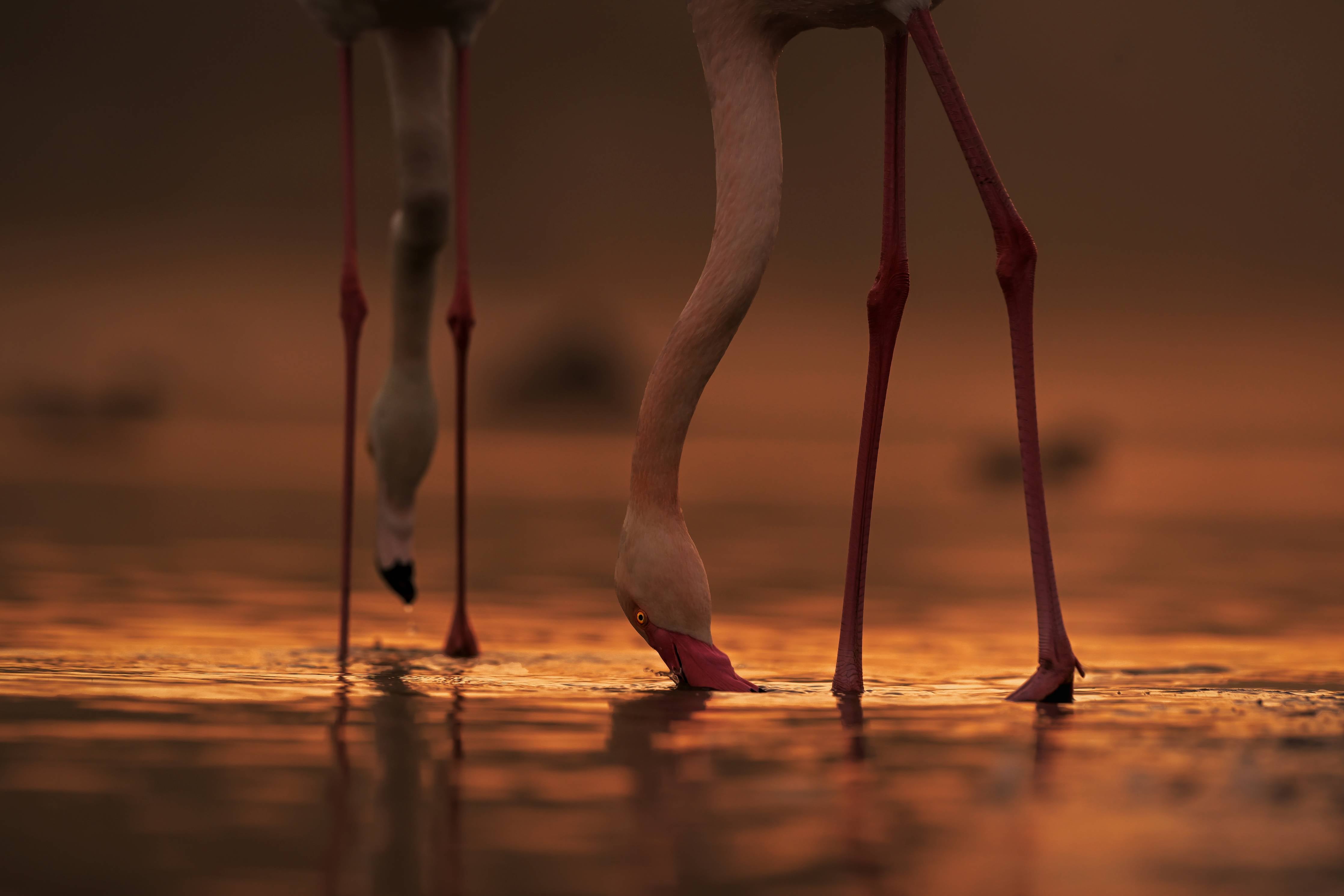 Große Wandbilder-Trinkende Flamingos