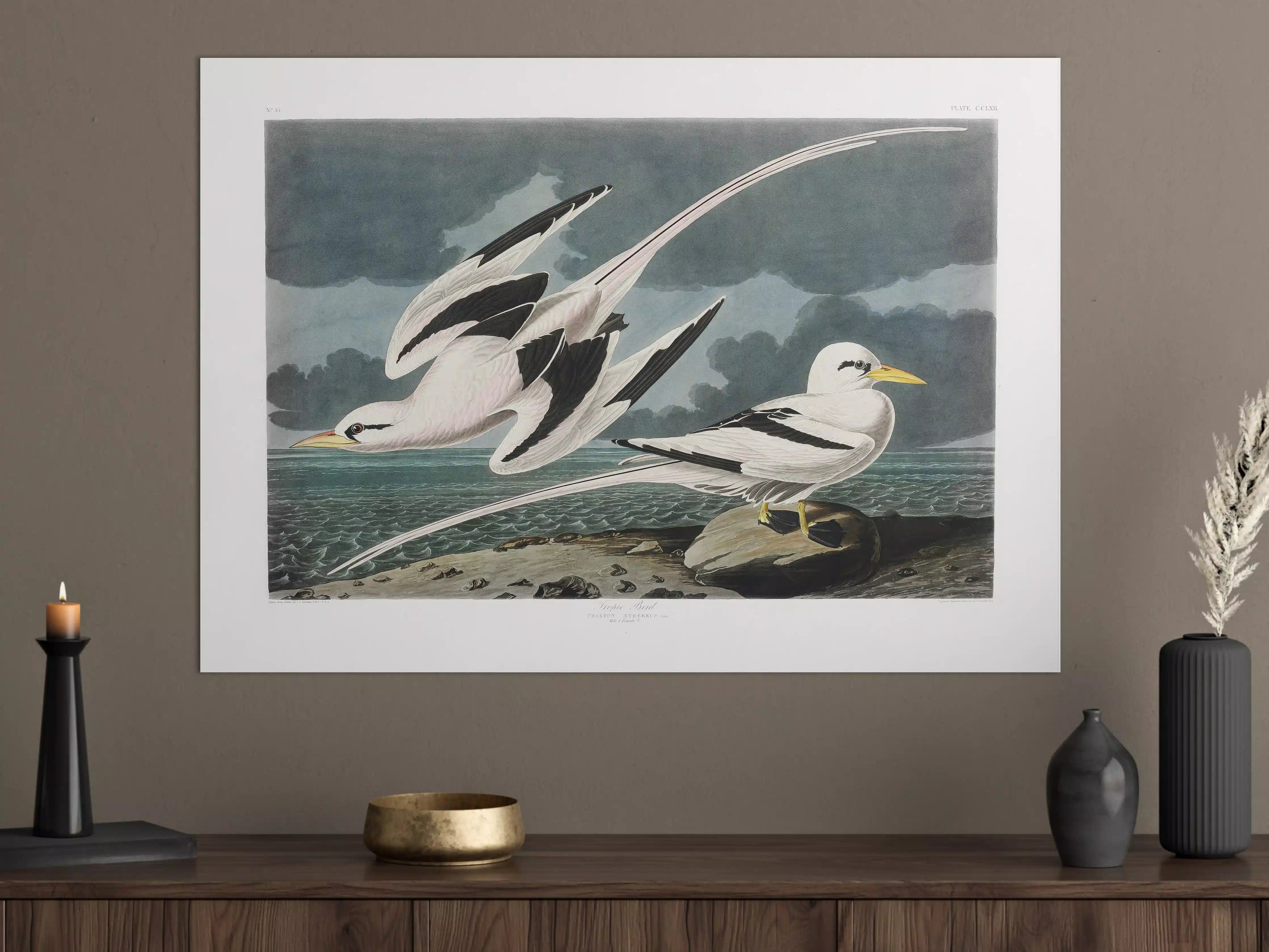 Große Wandbilder - Tropische Vögel - John James Audubon