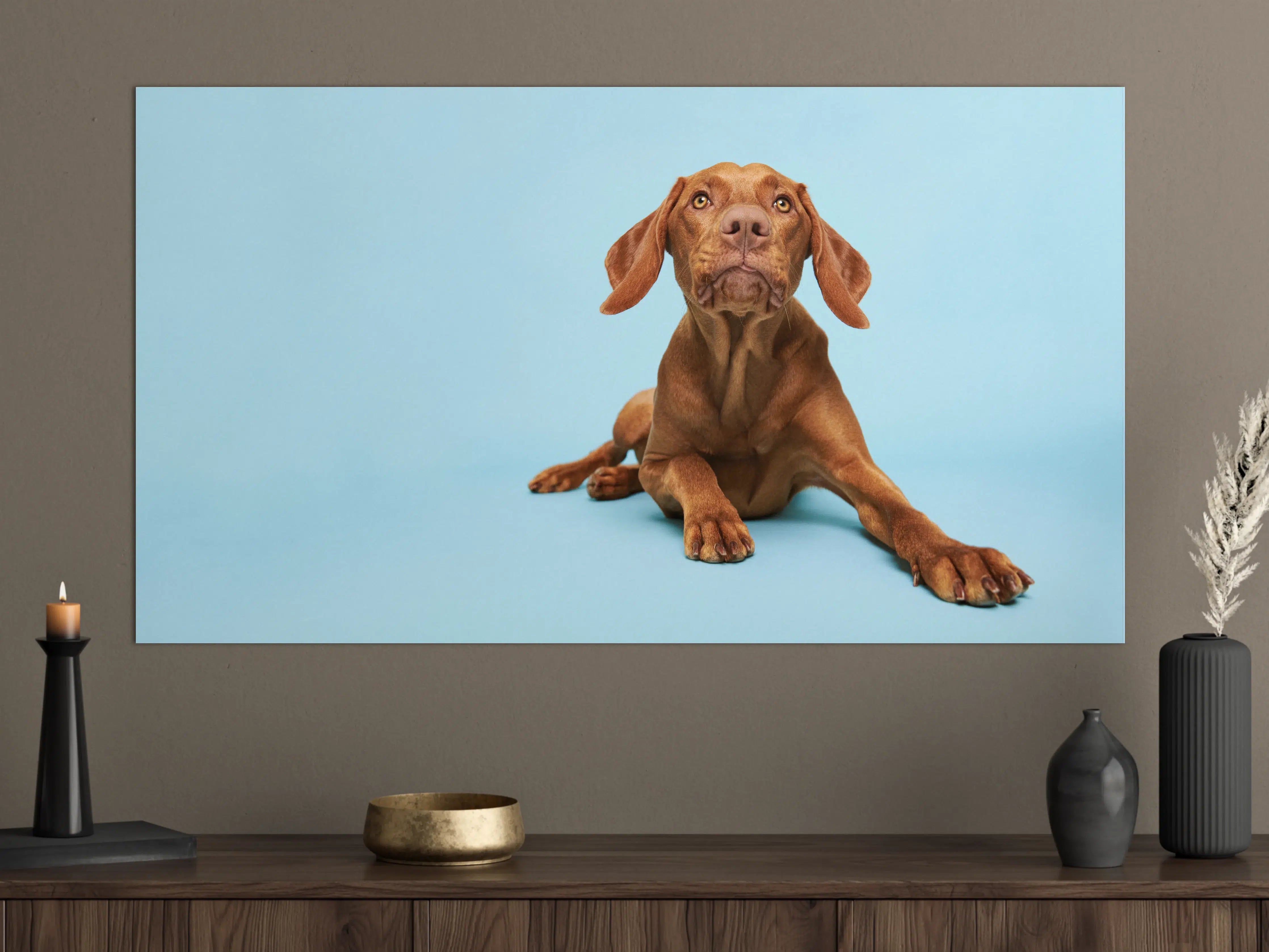 Große Wandbilder - Ungarischer Vizsla-Welpe Portrait