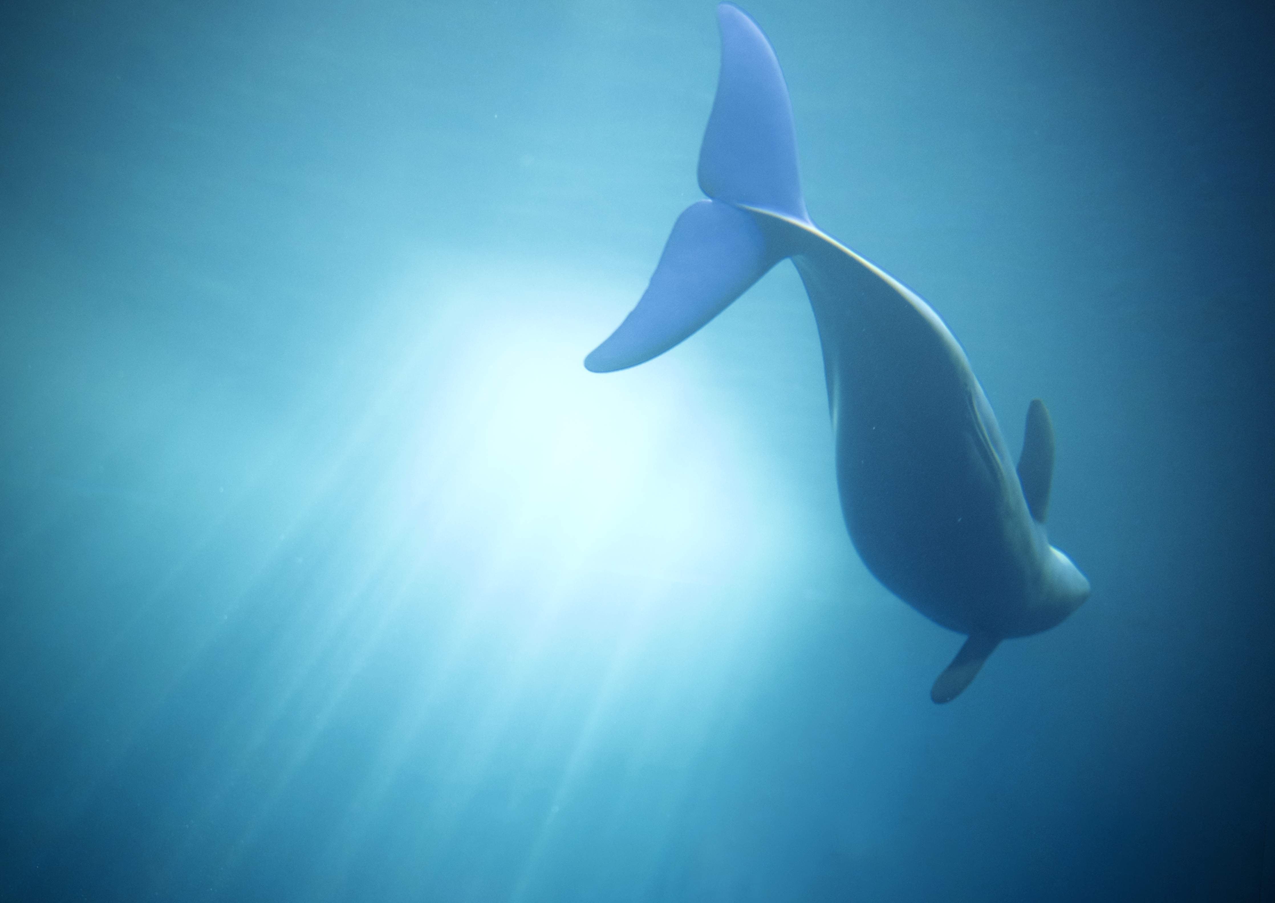 Große Wandbilder-Unterwasserjunkie - Delfin in Blau