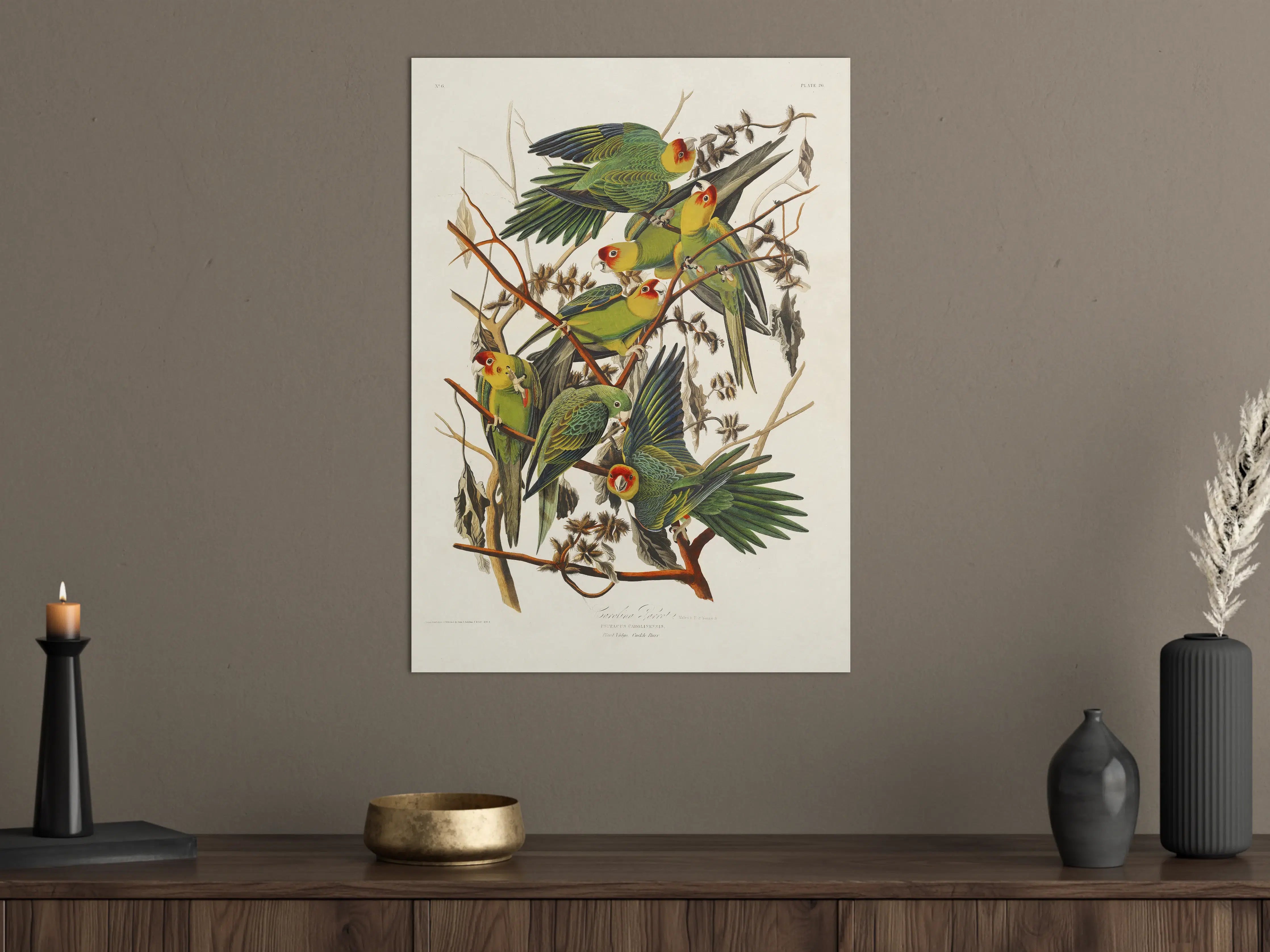 Große Wandbilder - Vogel Portait - Robert Havell 