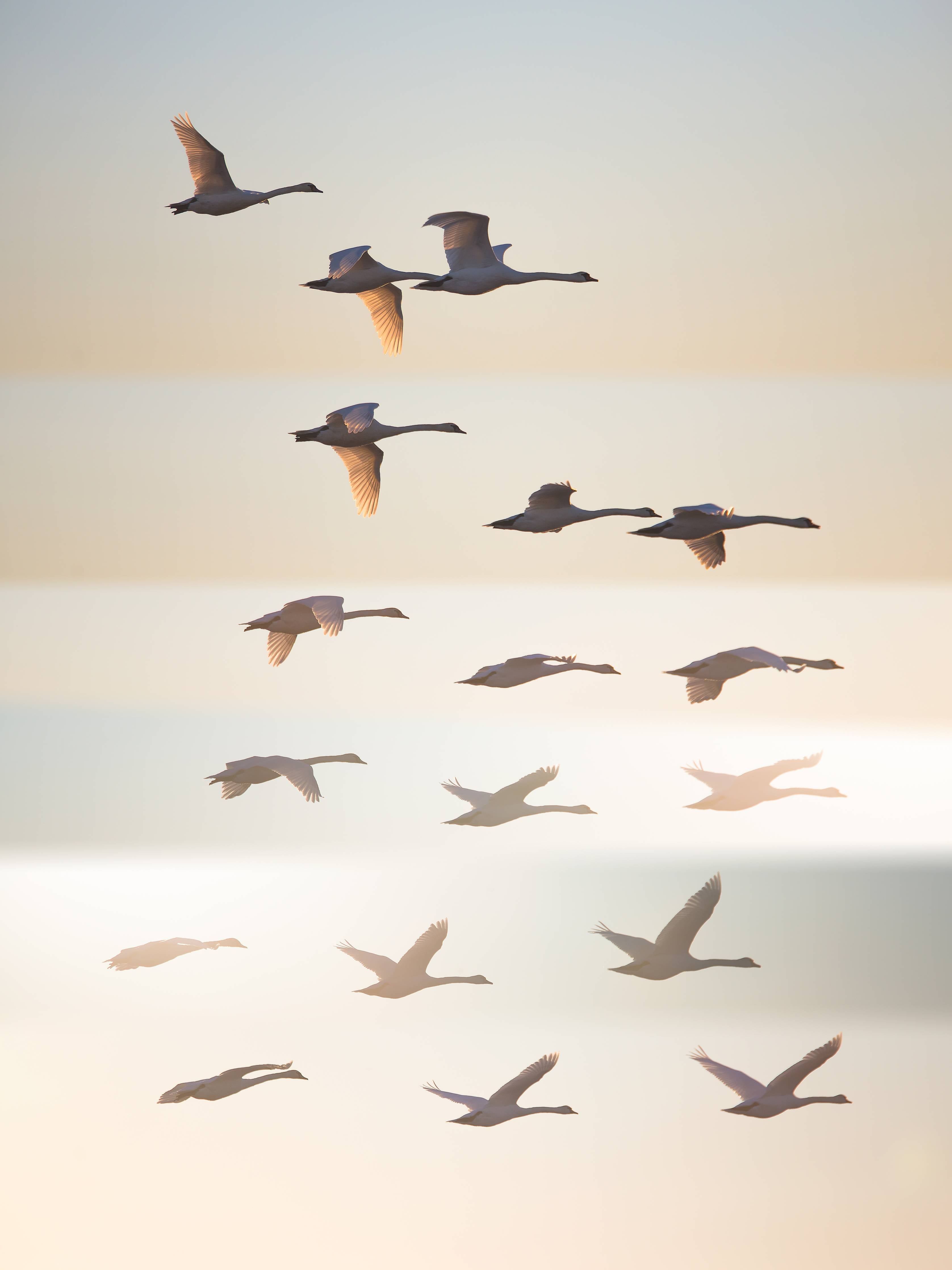 Große Wandbilder-Vogelzug im Sonnenlicht
