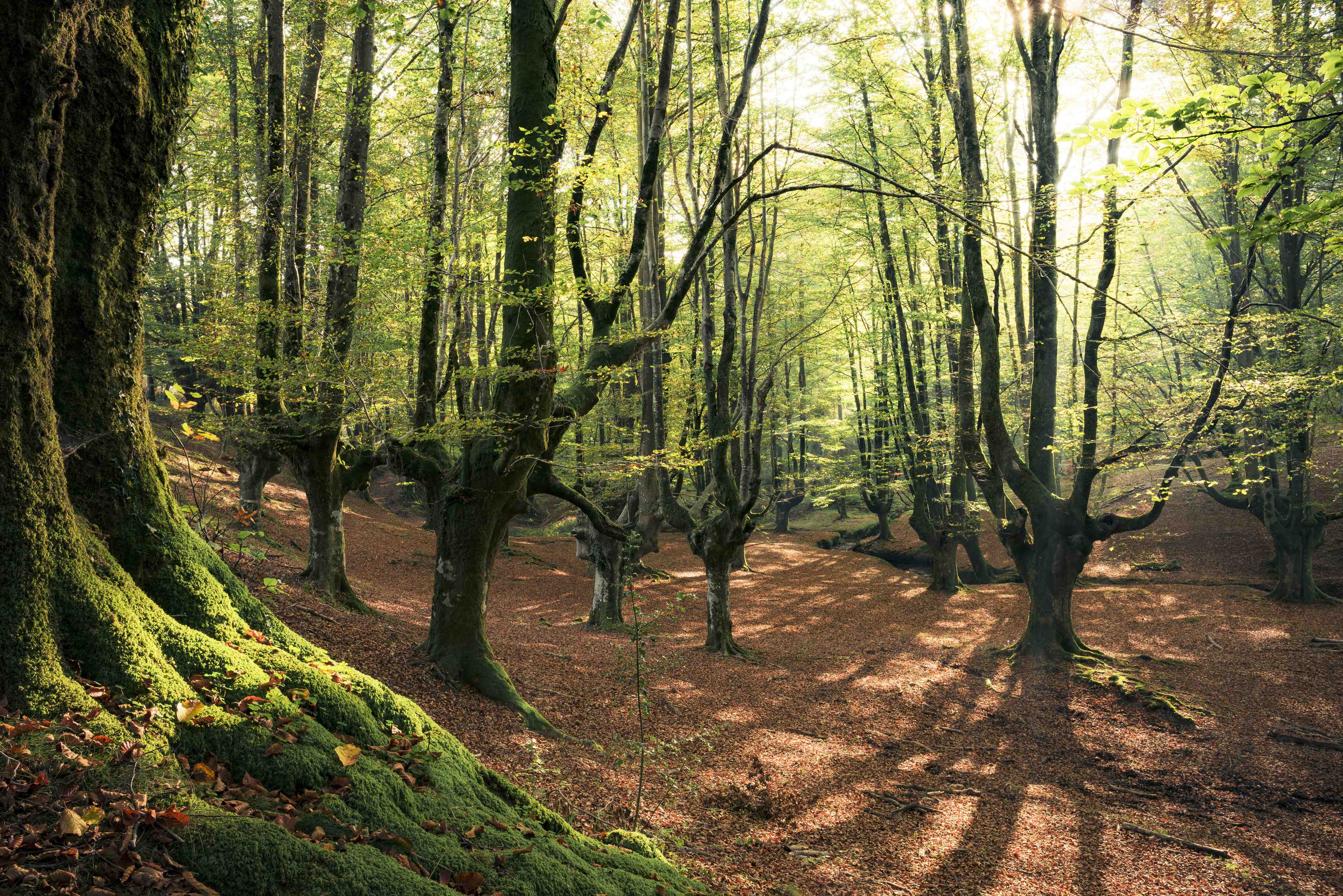 Große Wandbilder-Wald in Spanien