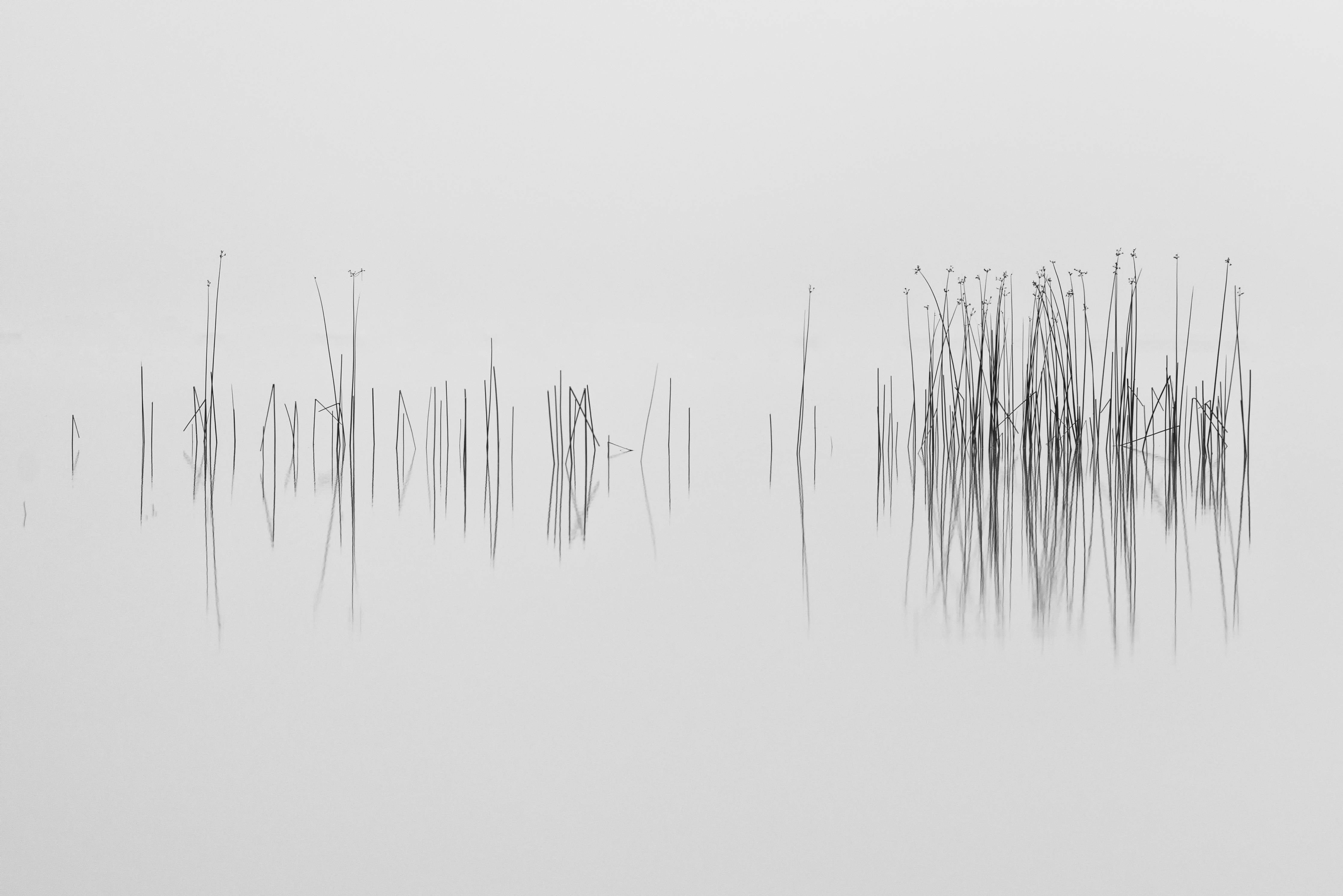 Große Wandbilder-Weiß-graue Wasserlandschaft mit Schilf
