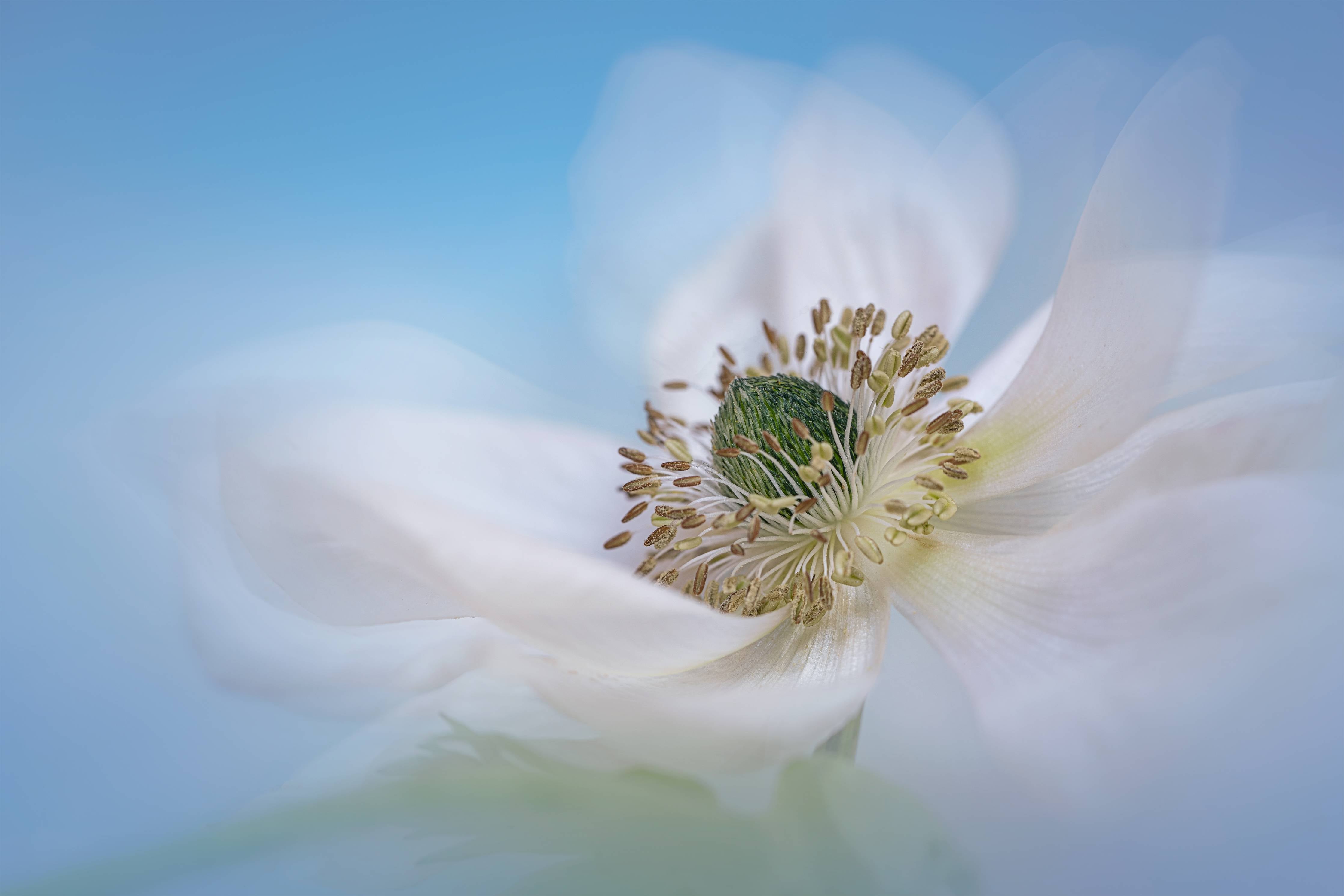 Große Wandbilder-Weiße Blume mit blauem Himmel