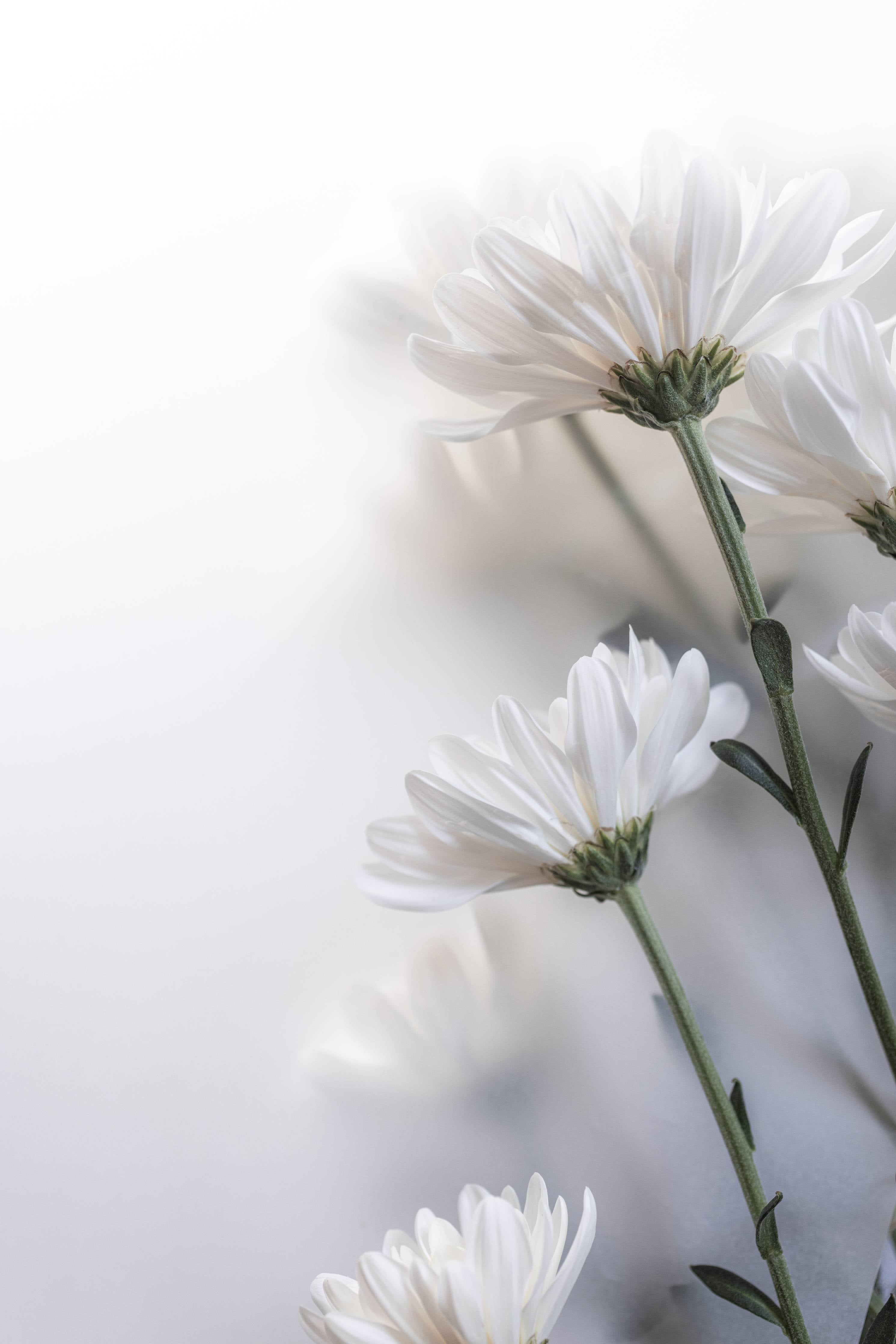 Große Wandbilder-Weiße Chrysanthemen auf hellem Hintergrund