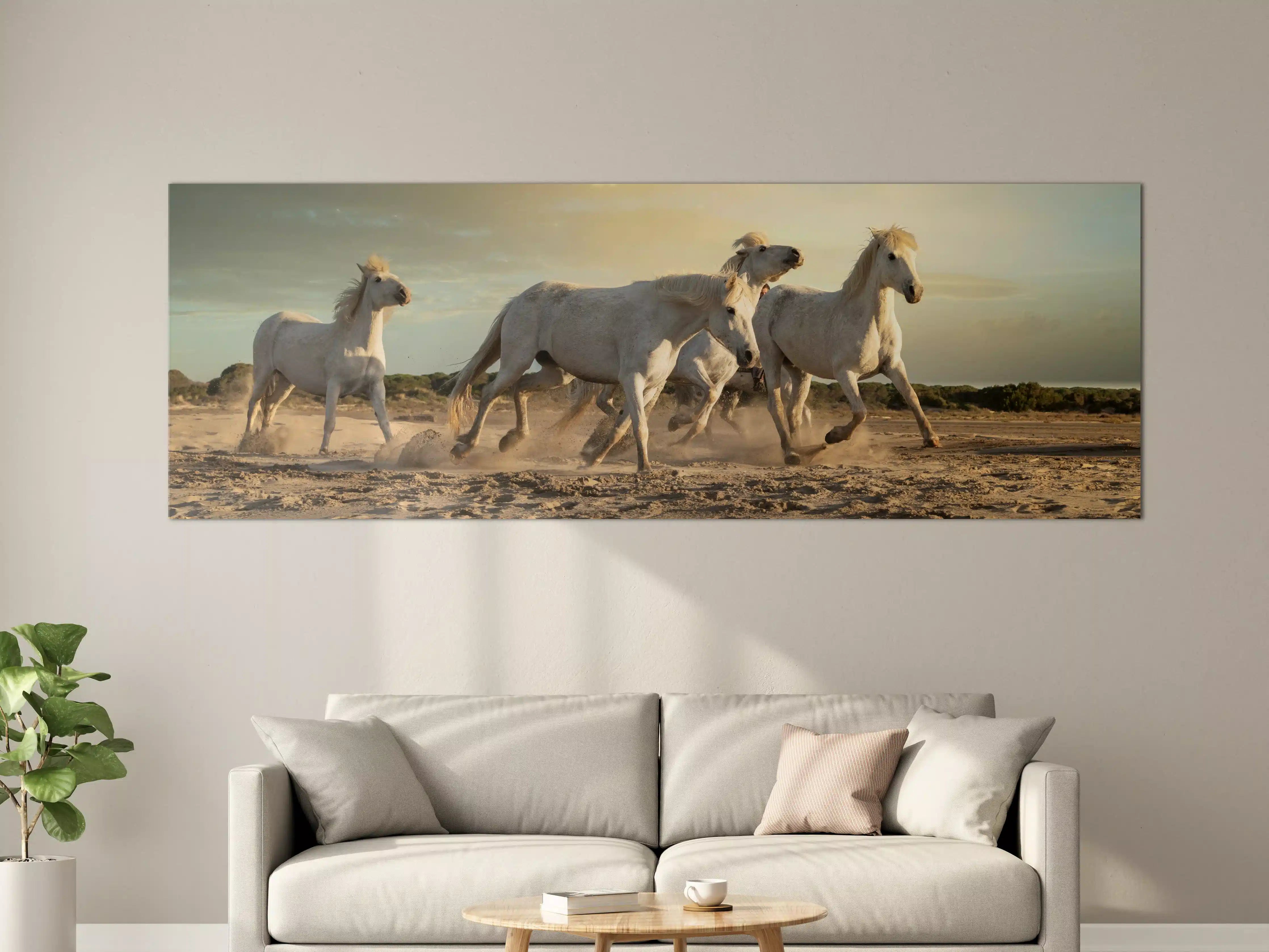 Große Wandbilder - Weiße Pferde im Galopp bei Sonnenuntergang