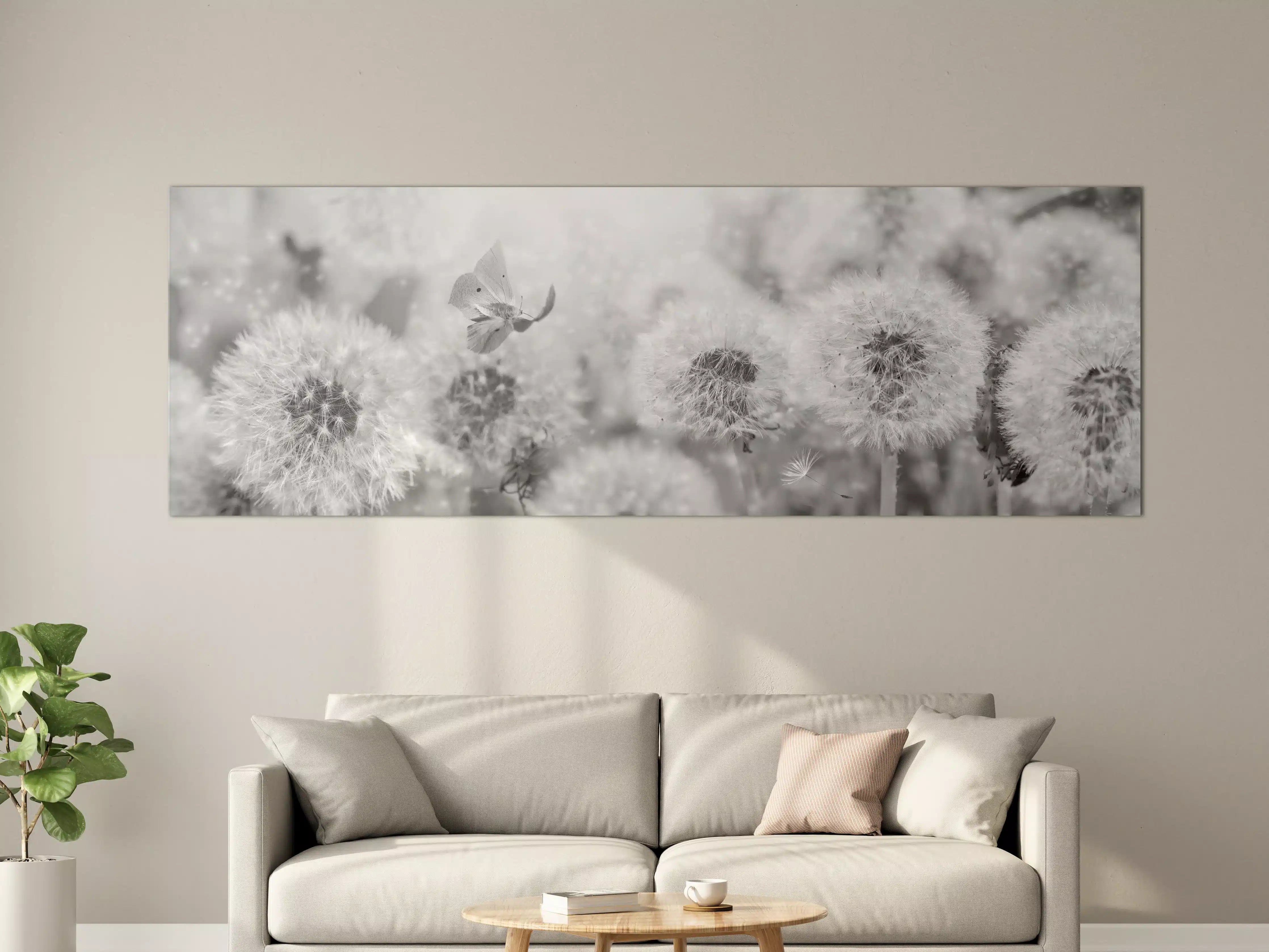 Große Wandbilder - Weiße Pusteblumen mit Schmetterling in Graustufen