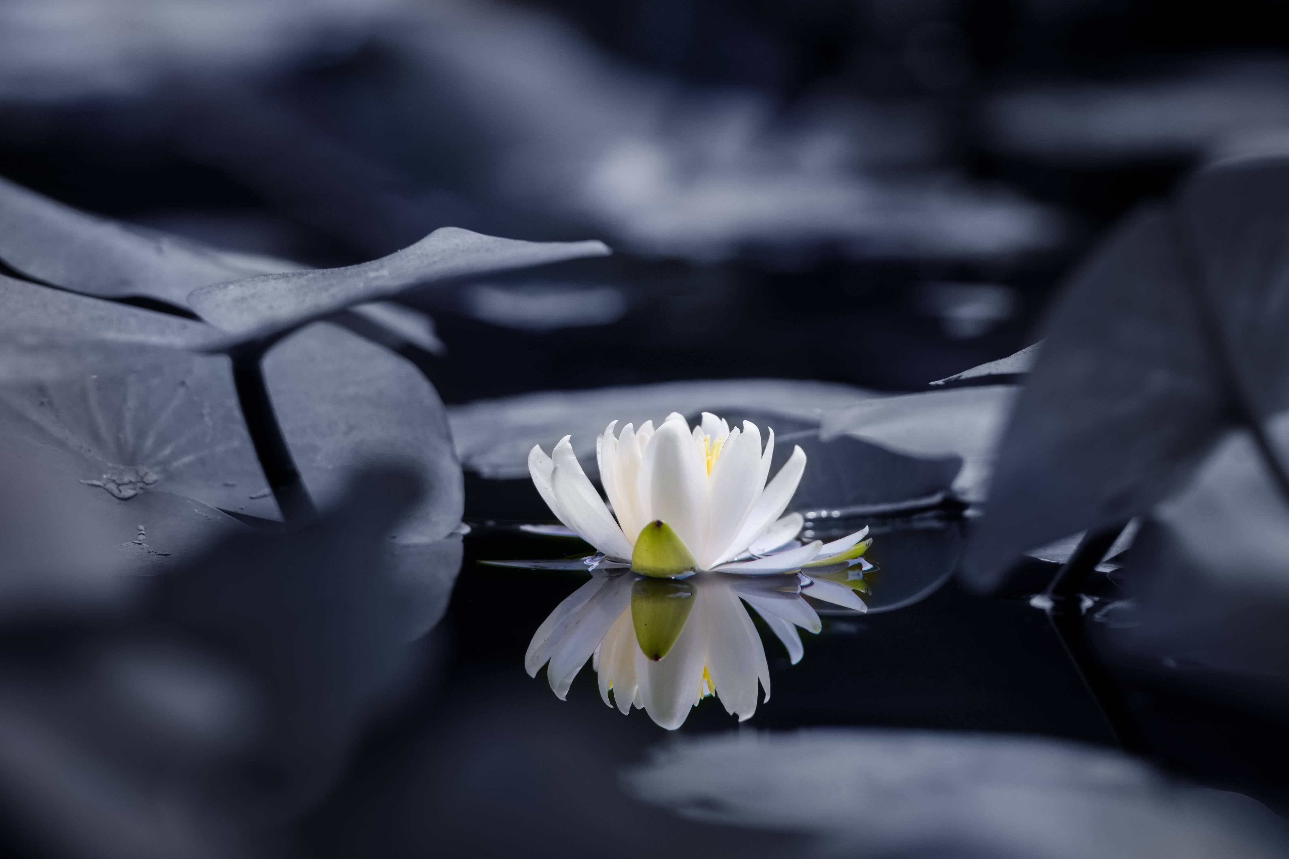 Große Wandbilder-Weiße Seerose auf dunklem Wasser
