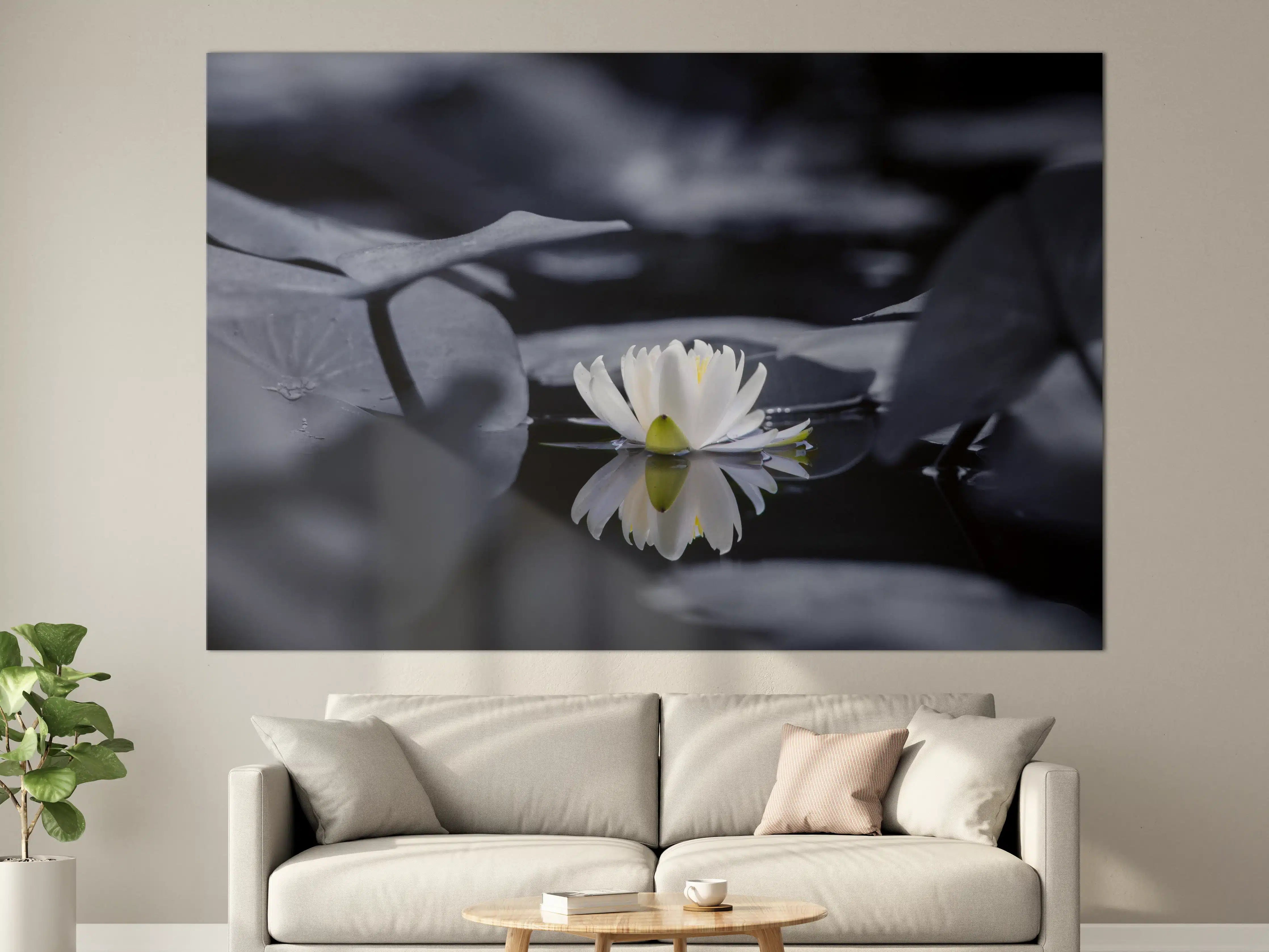 Große Wandbilder - Weiße Seerose auf dunklem Wasser