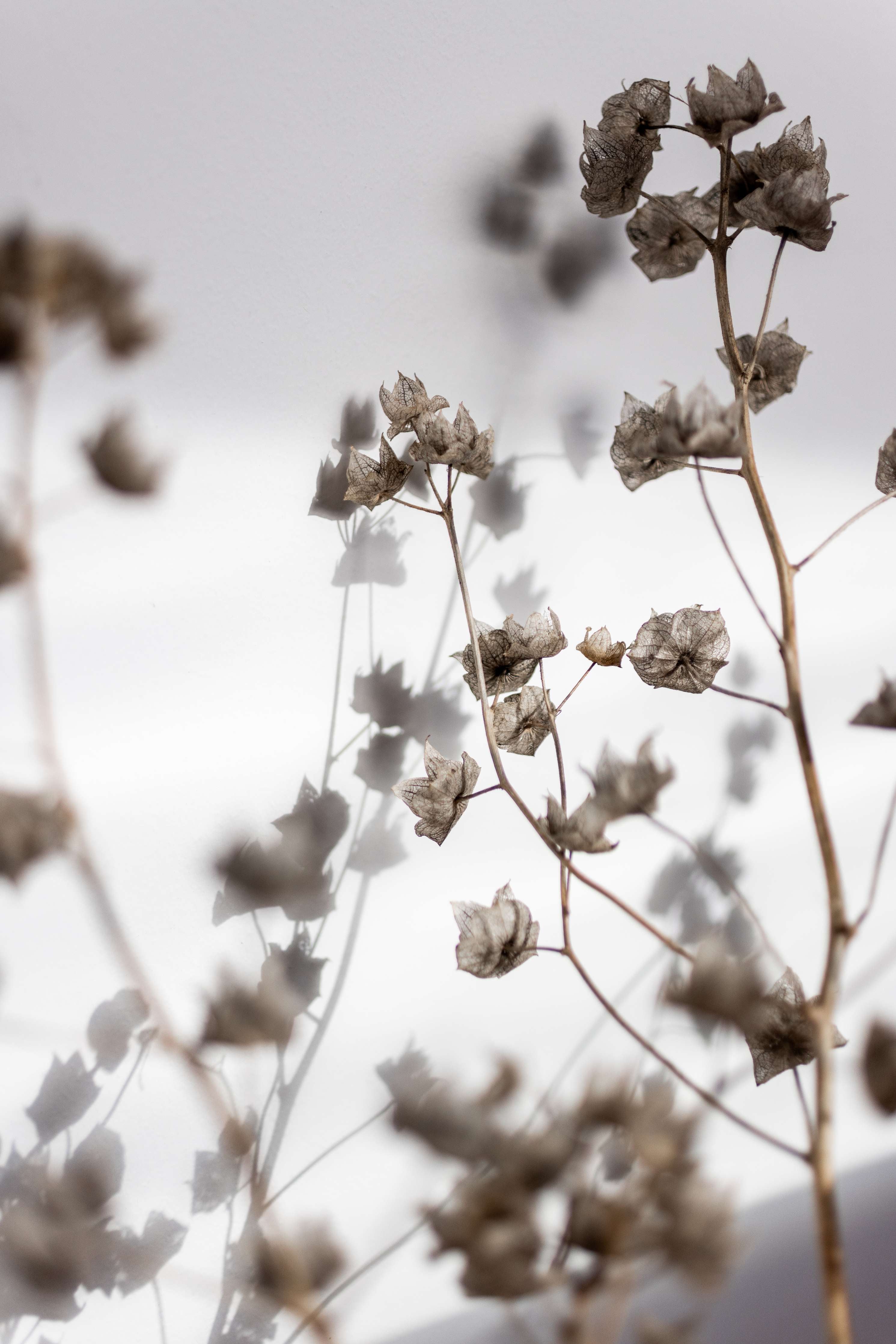 Große Wandbilder-Weiße Trockenblumen im minimalistischen Design