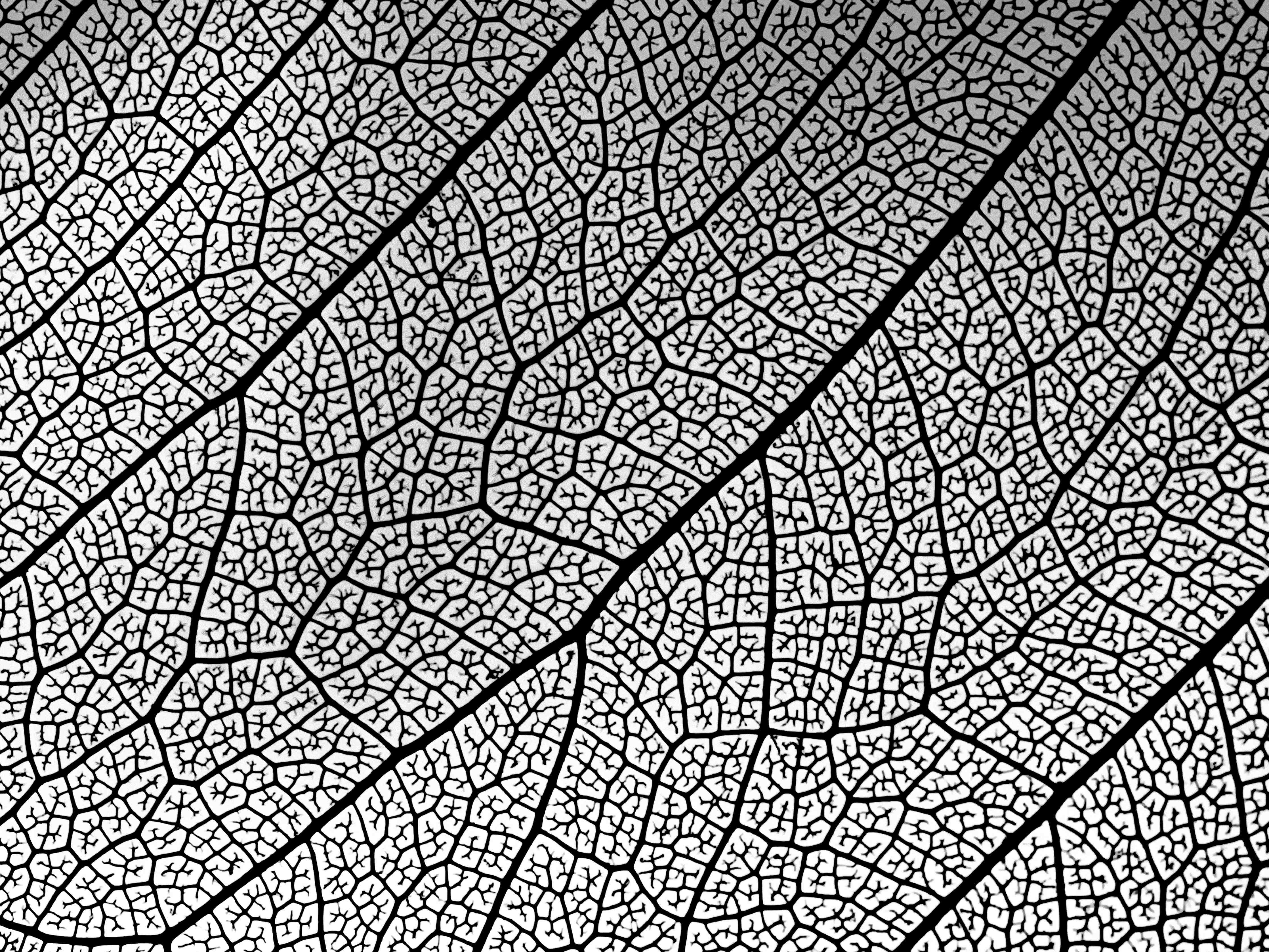 Große Wandbilder-Weiße und schwarze Blattform mit filigranen Details