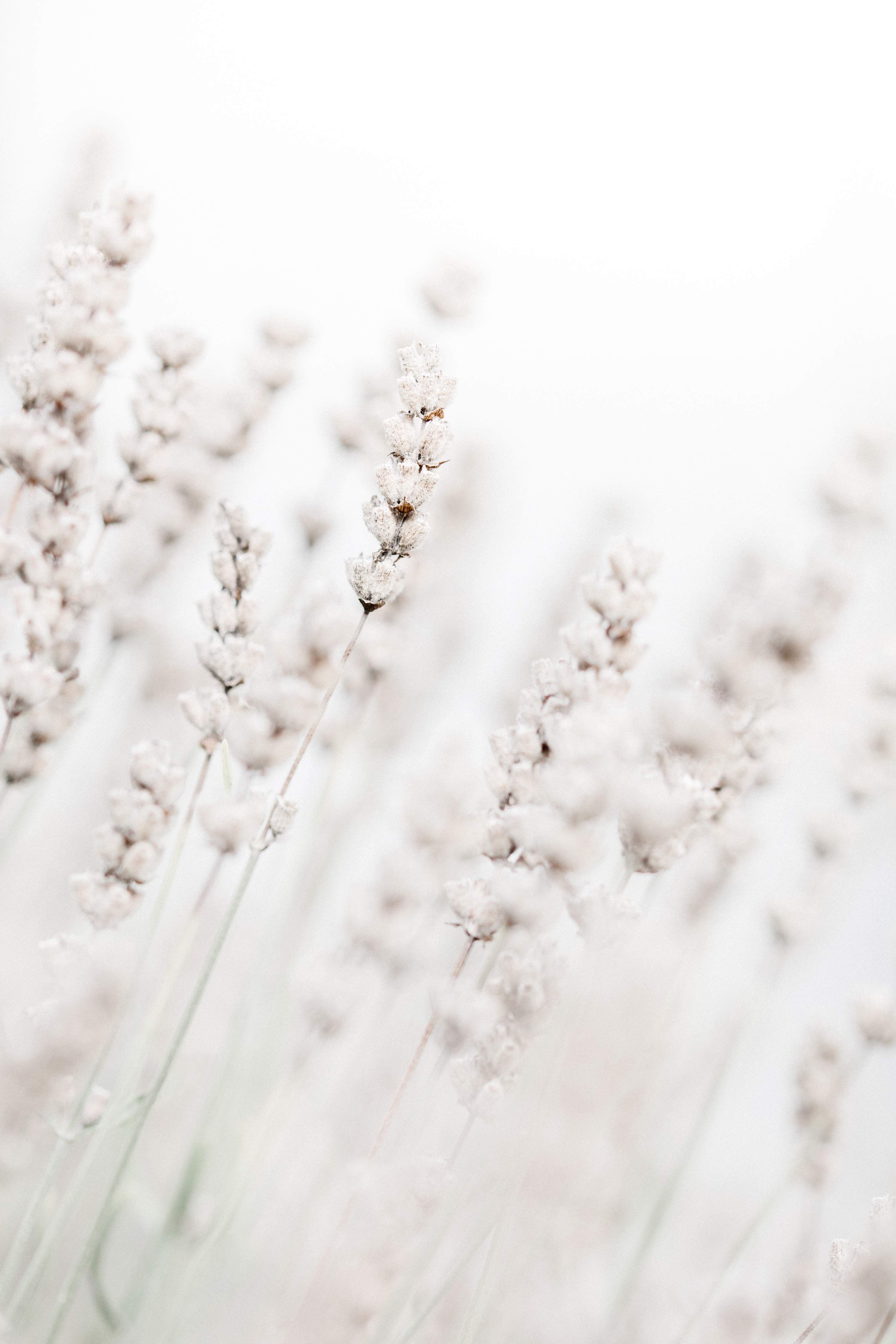 Große Wandbilder-Weißer Lavendel im sanften Licht