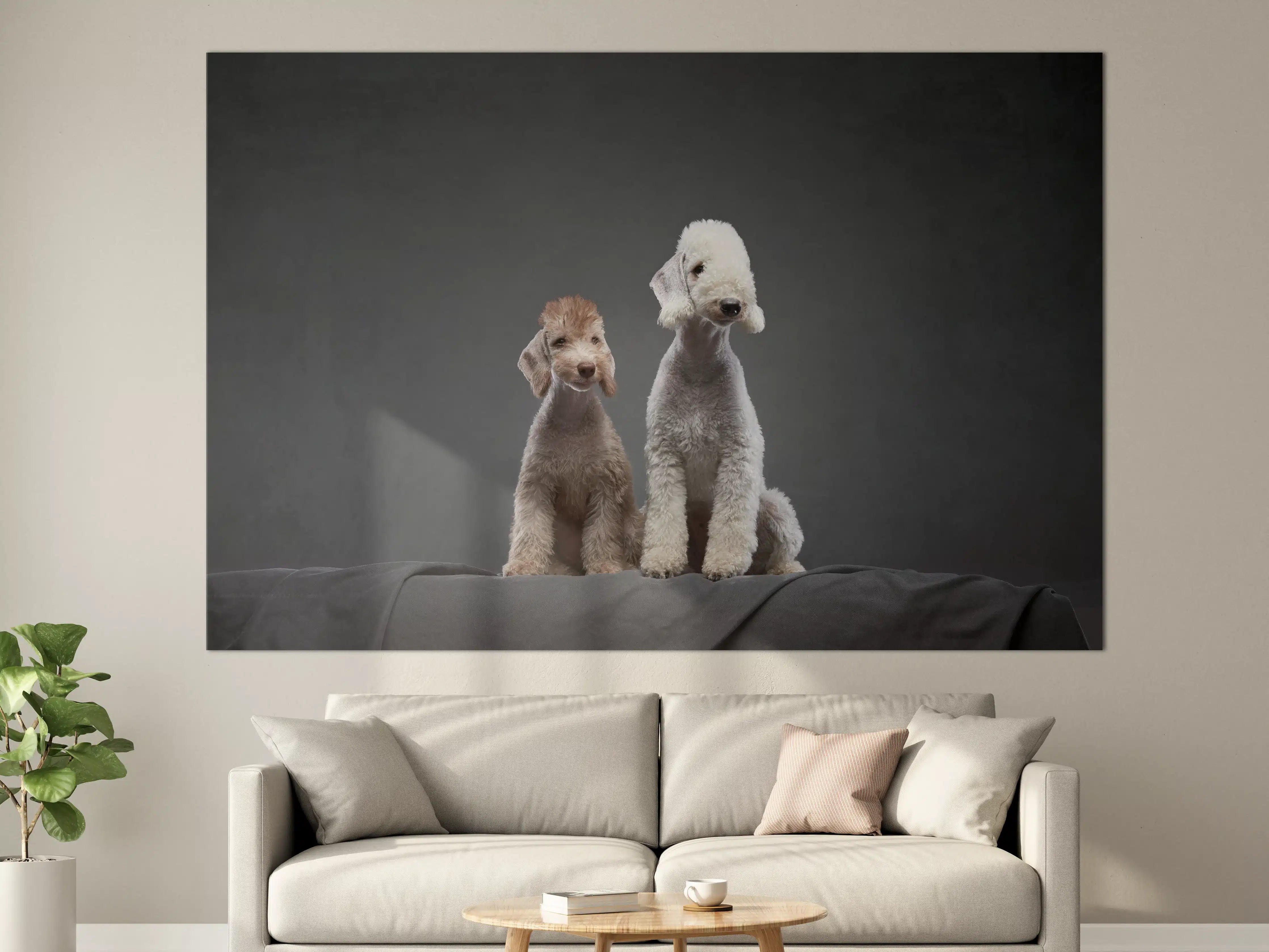 Große Wandbilder - Welpe und erwachsener Bedlington Terrier