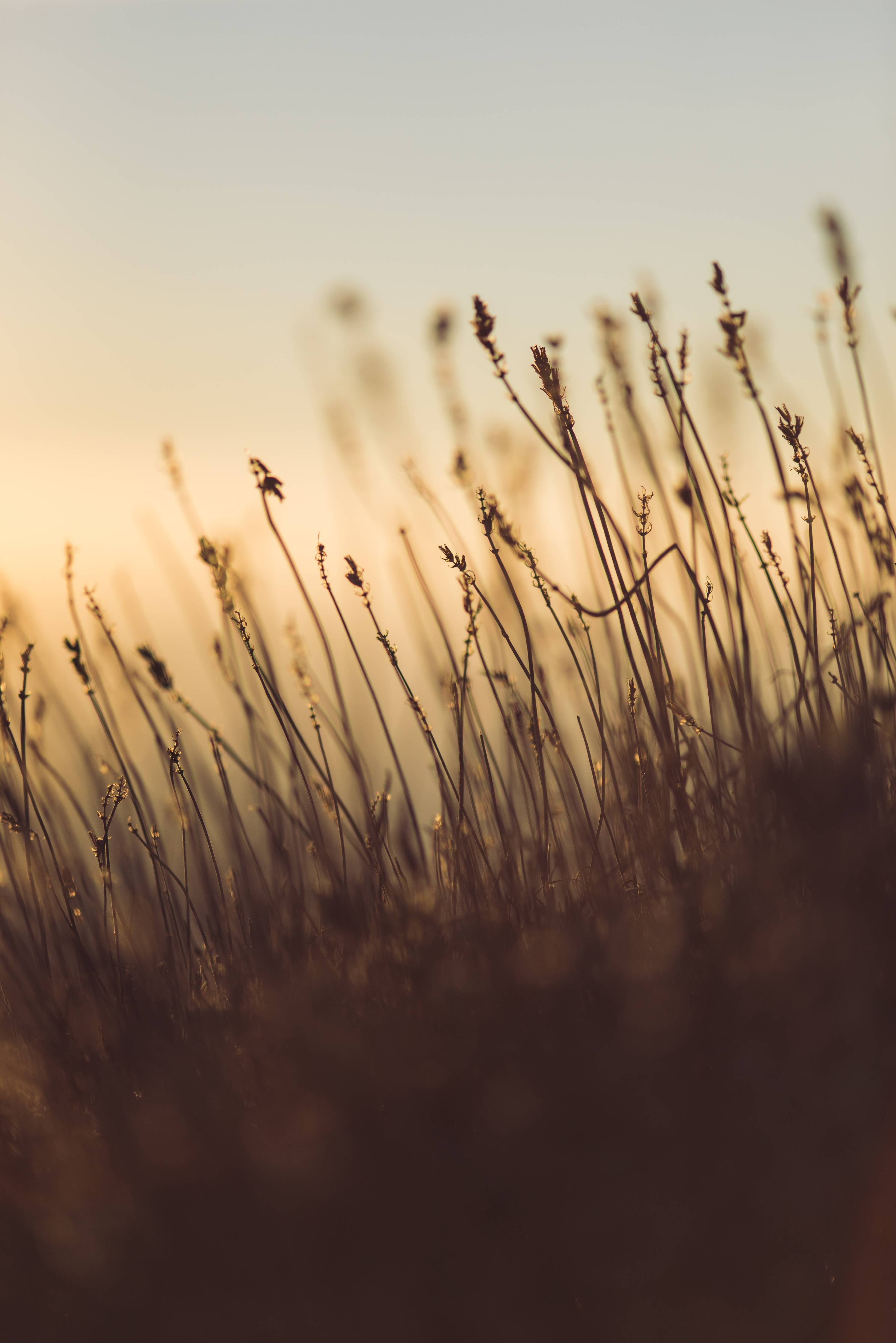 Große Wandbilder-Wiesen im Sonnenuntergang