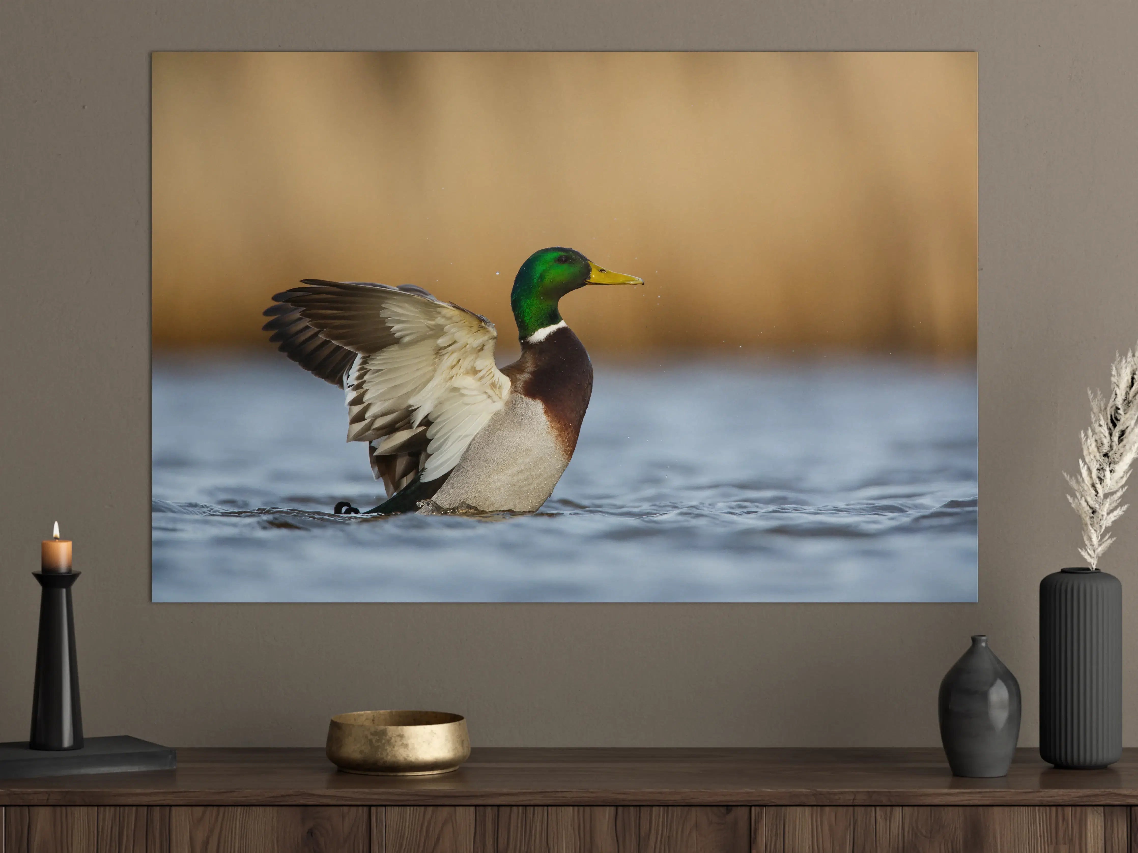 Große Wandbilder - Wildente auf dem Wasser