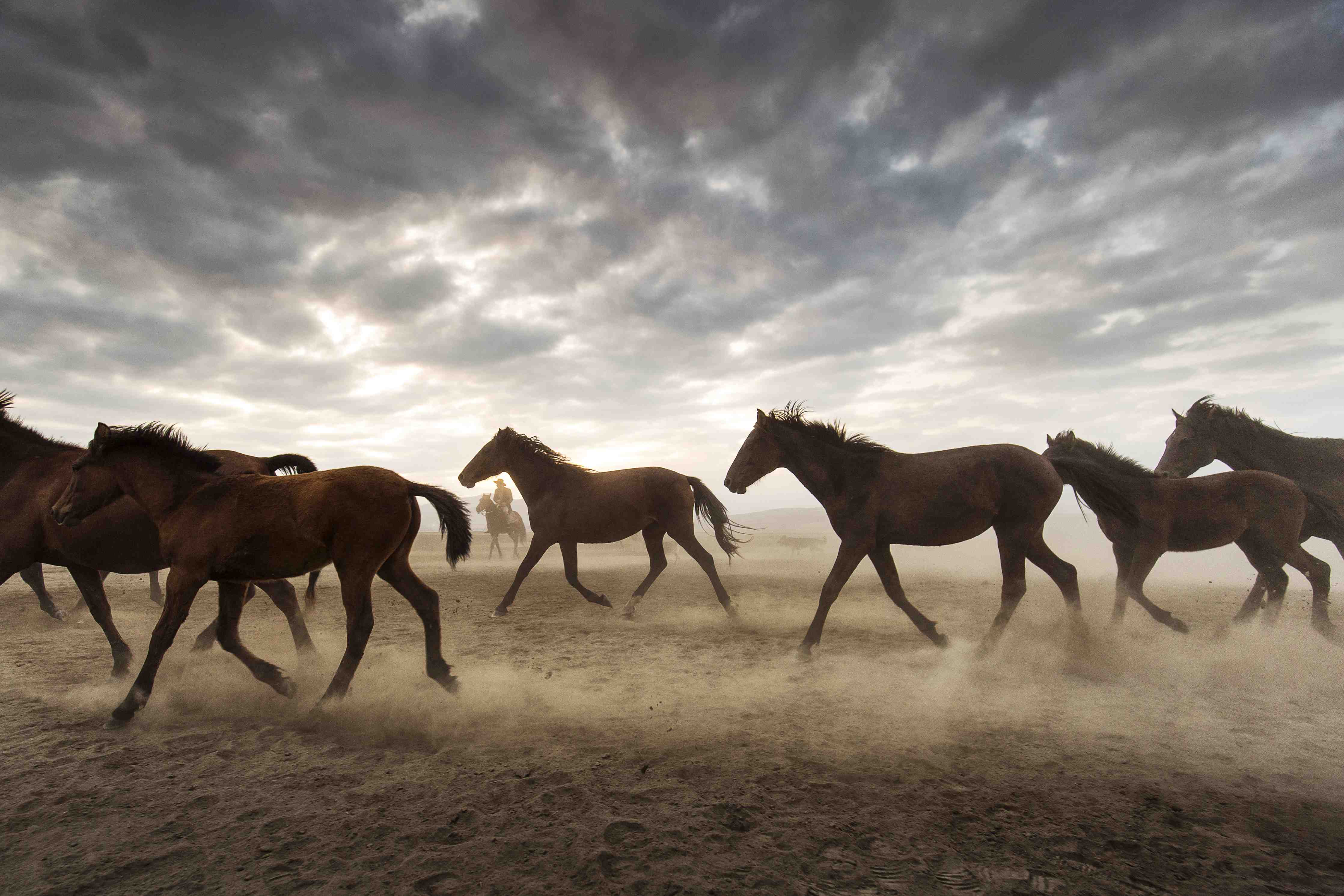 Große Wandbilder-Wildpferde in der Steppe bei Sonnenaufgang