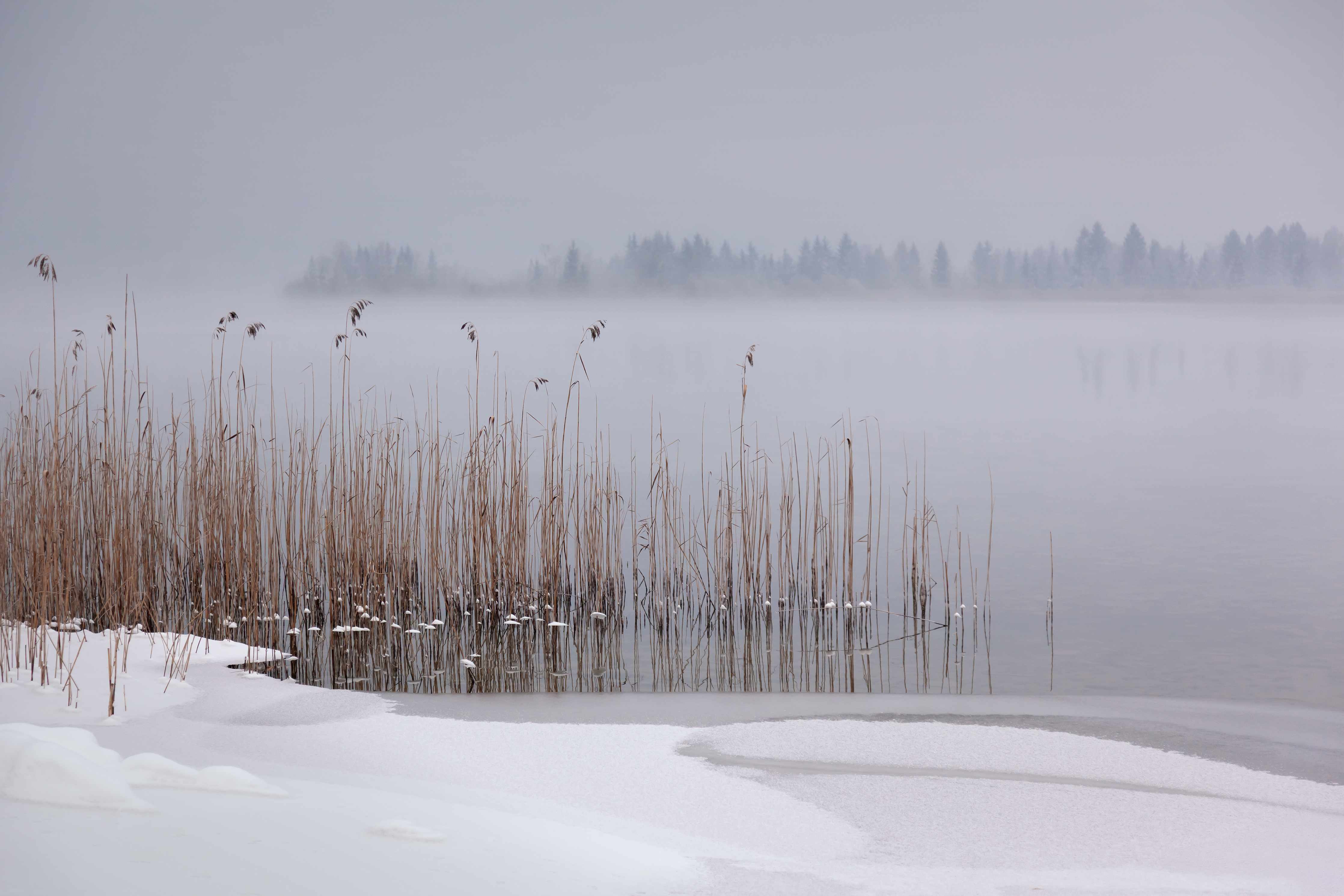 Große Wandbilder-Winterliche Seelandschaft mit Nebel und Reet