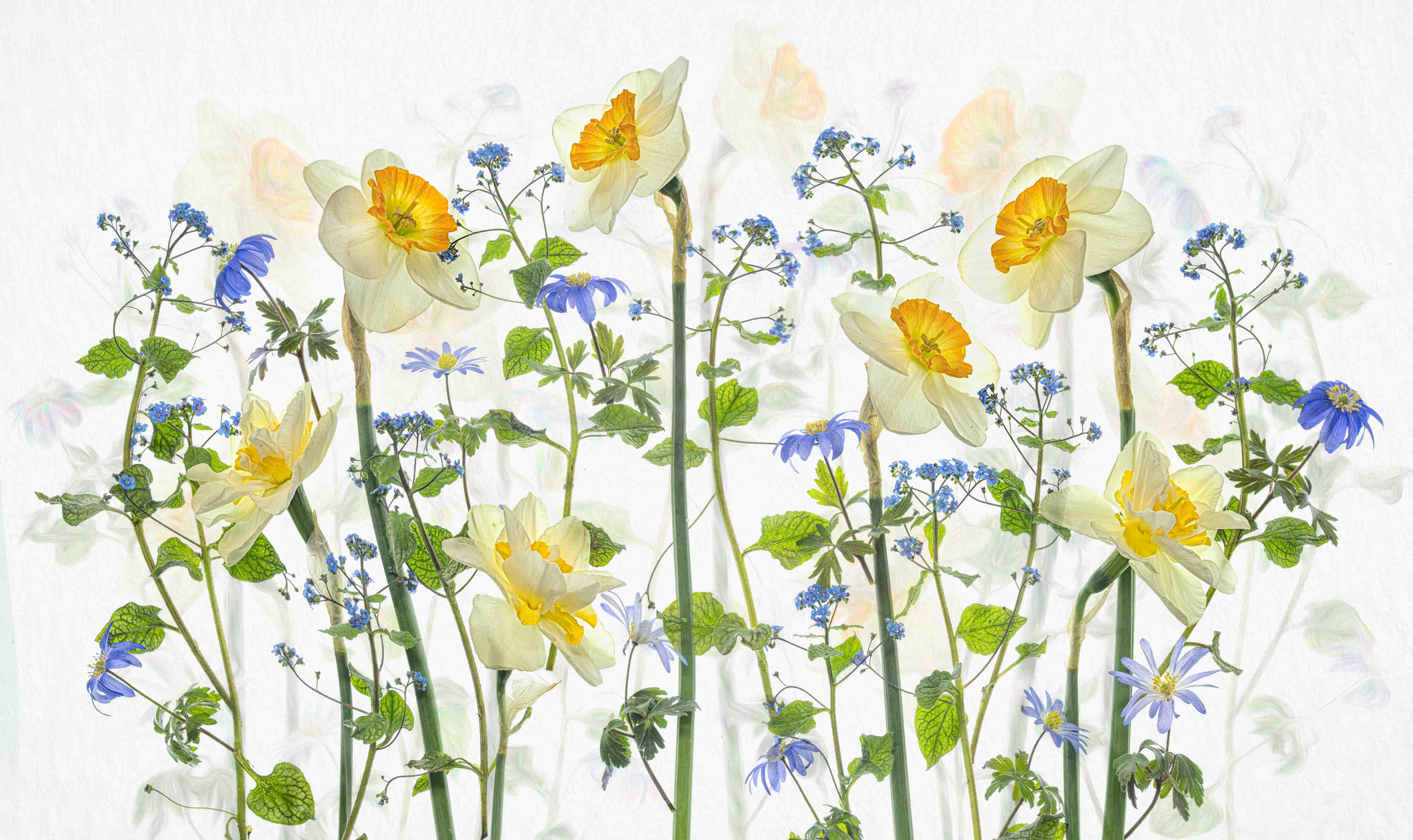 Große Wandbilder-Zarte Blumenwiese mit hellen Narzissen und blauen Blüten