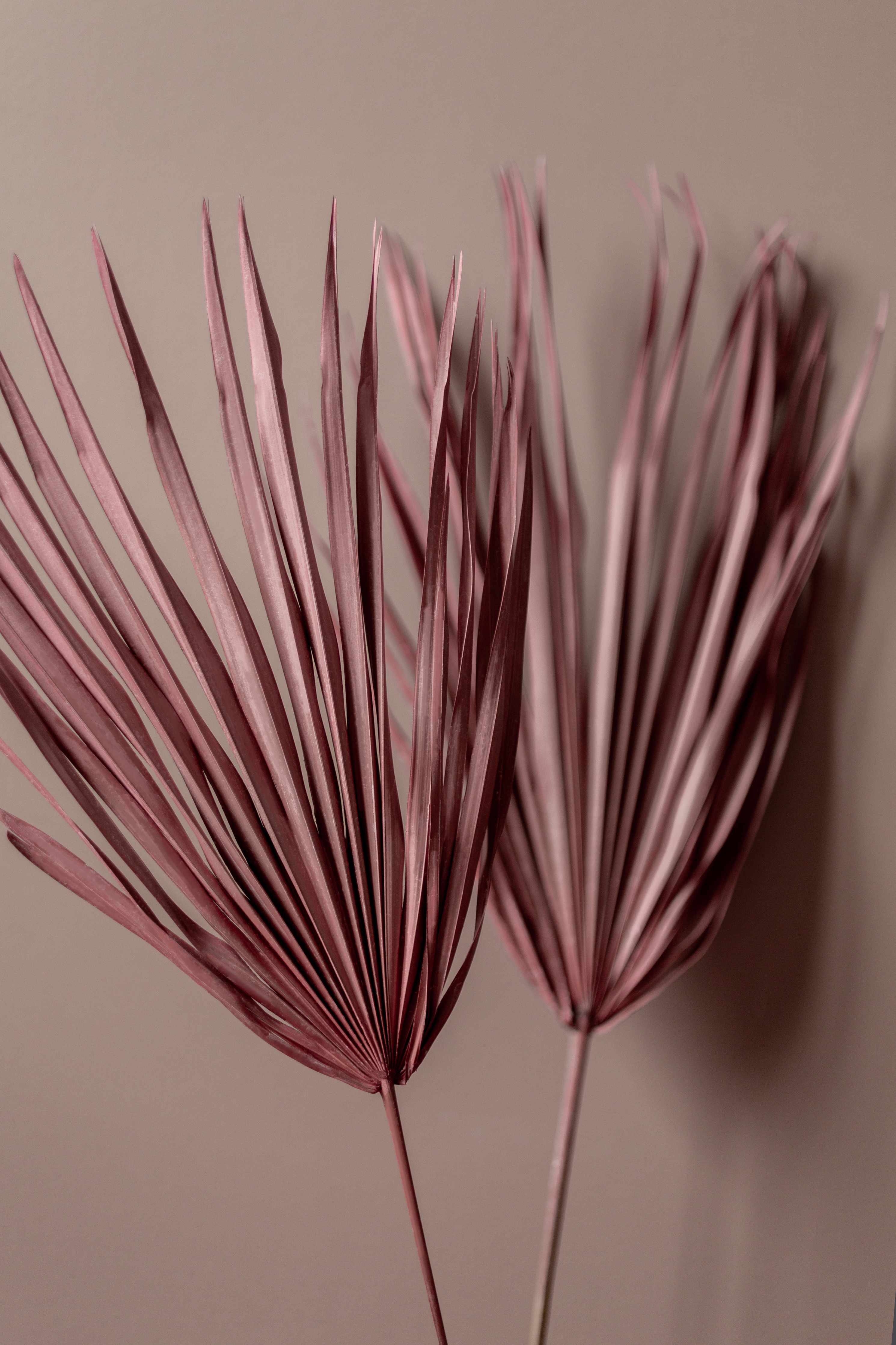 Große Wandbilder-Zarte Palmblätter in Rosa