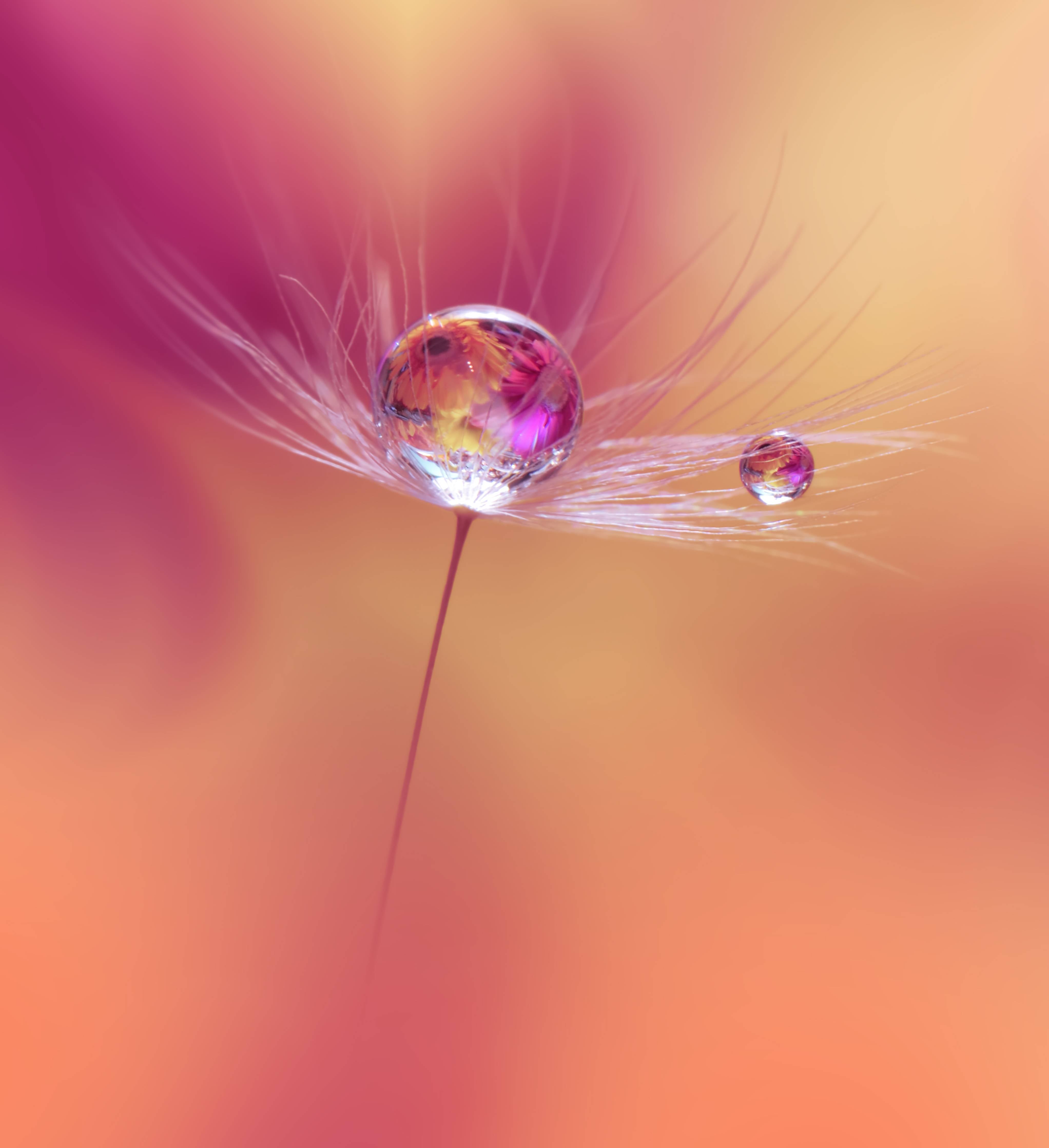 Große Wandbilder-Zarte Pusteblumen mit Wassertropfen