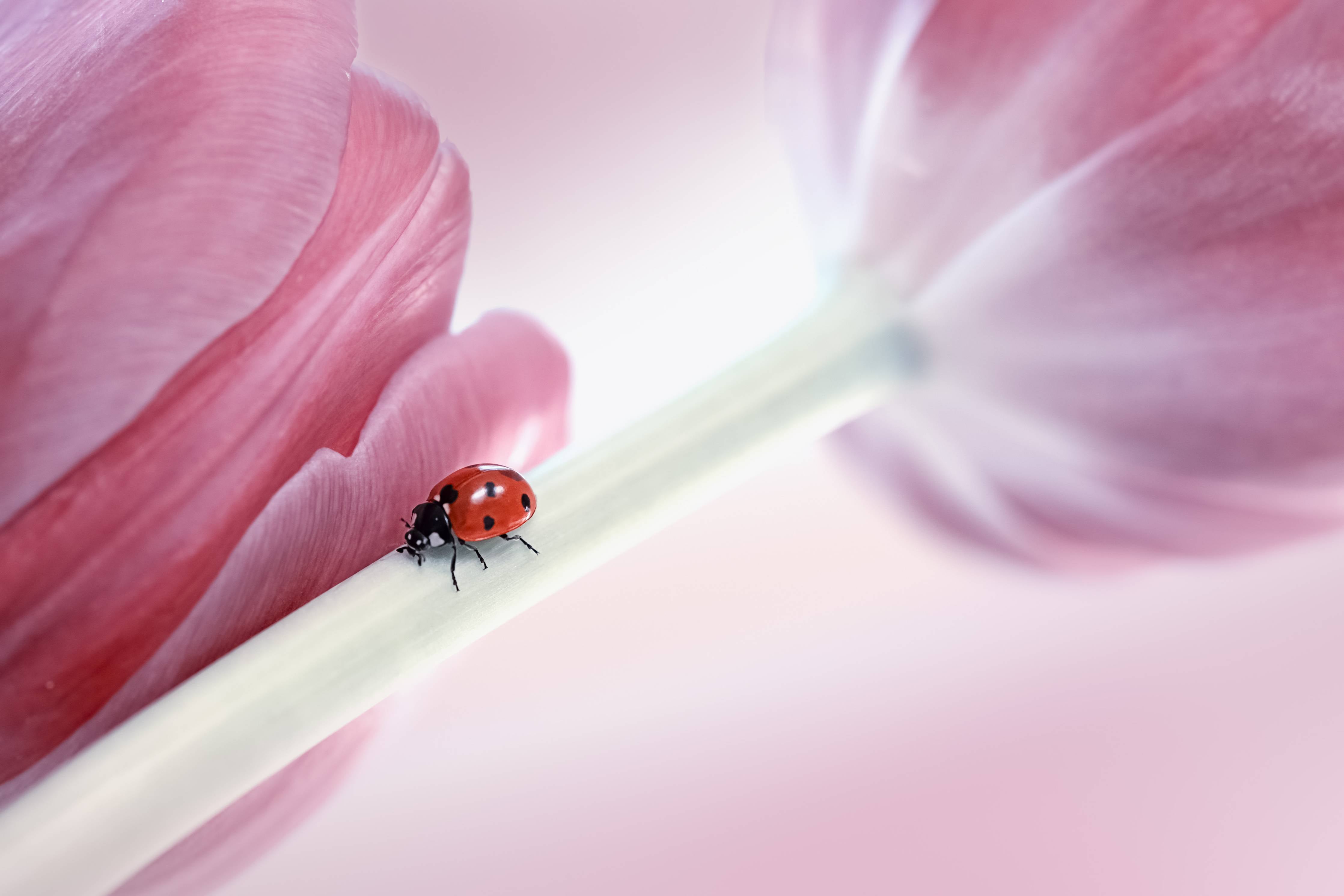 Große Wandbilder-Zarte Tulpen mit Marienkäfer in Rosa Rosa