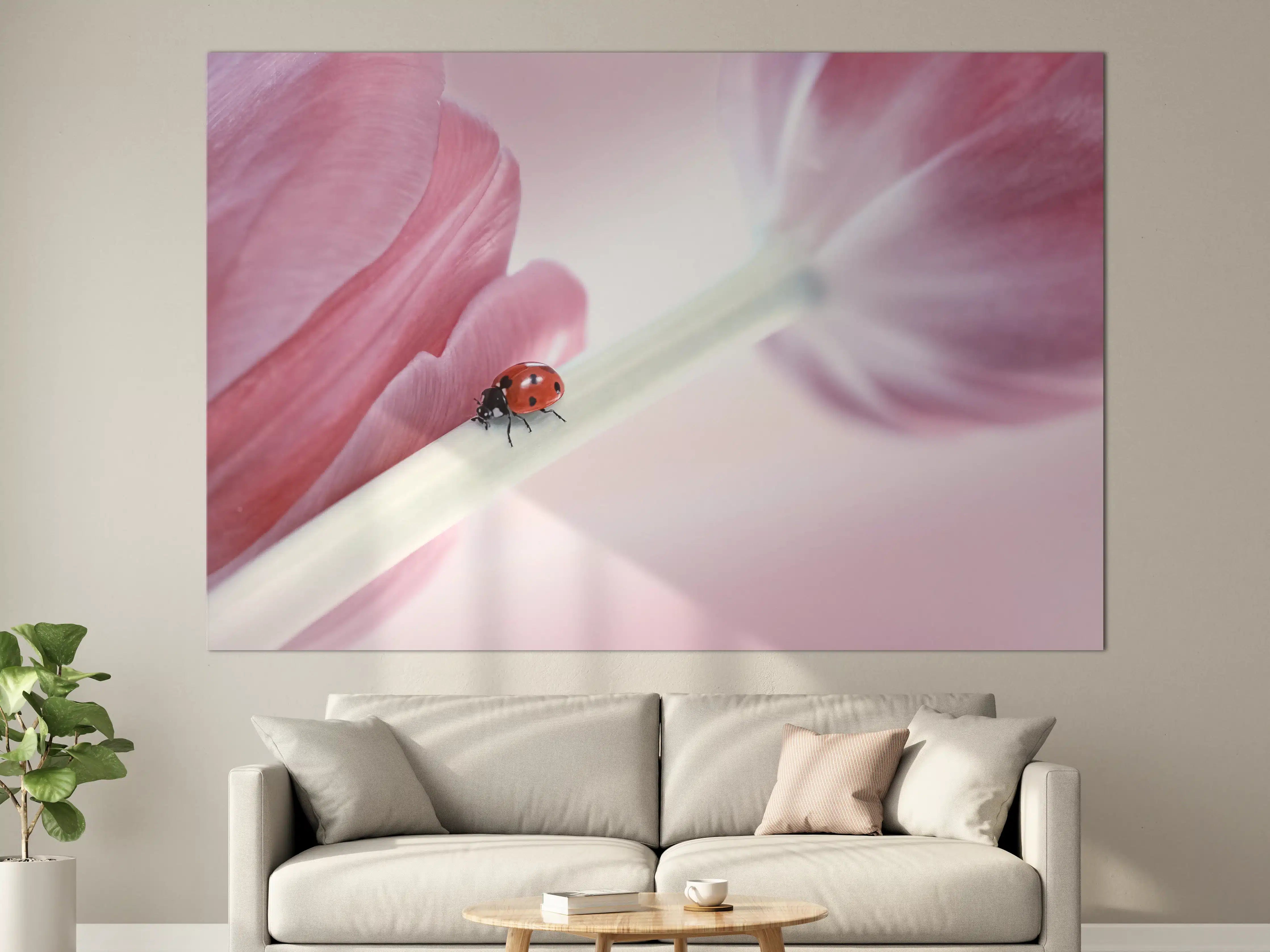 Große Wandbilder - Zarte Tulpen mit Marienkäfer in Rosa Rosa