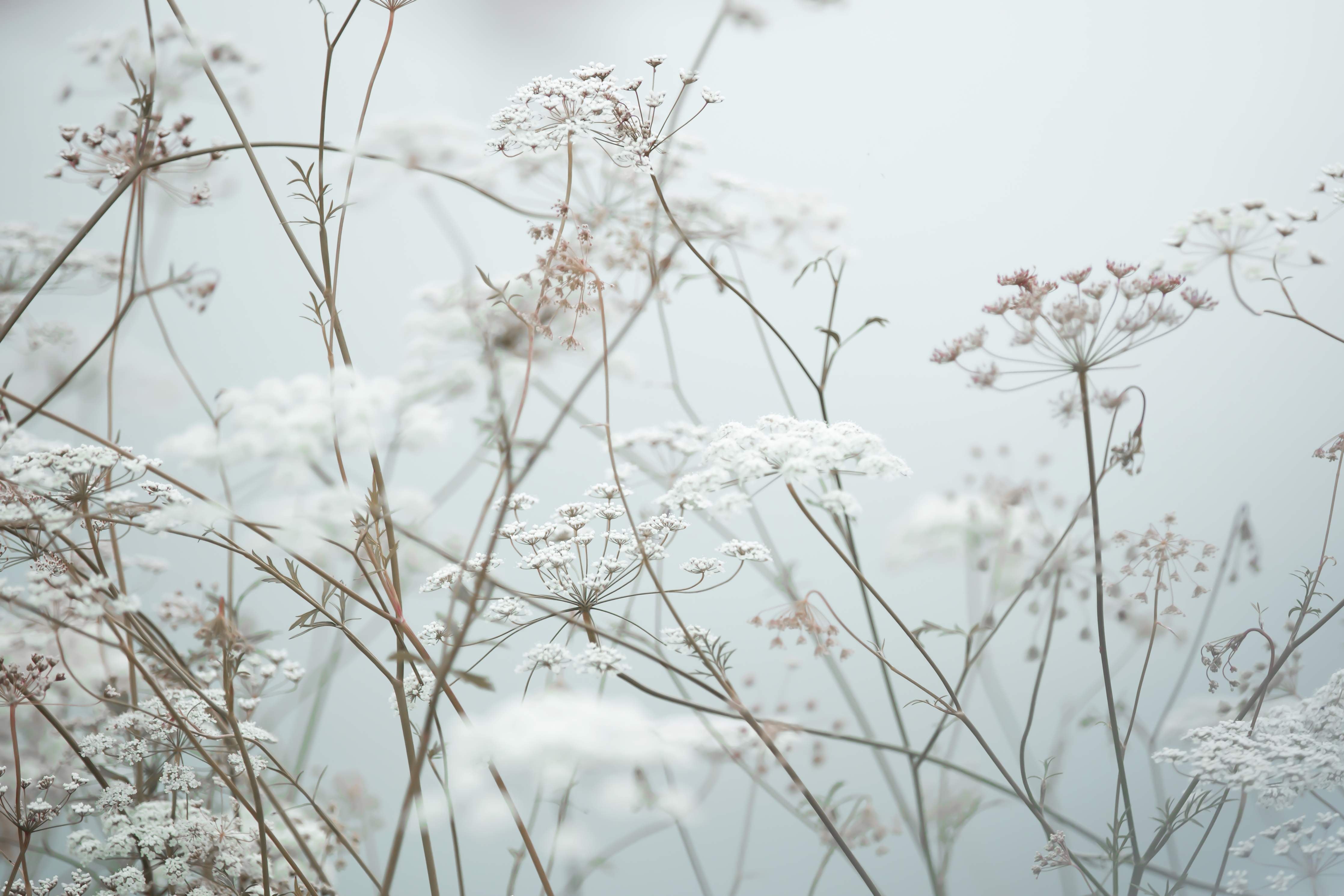 Große Wandbilder-Zarte Wildblumen im Nebel