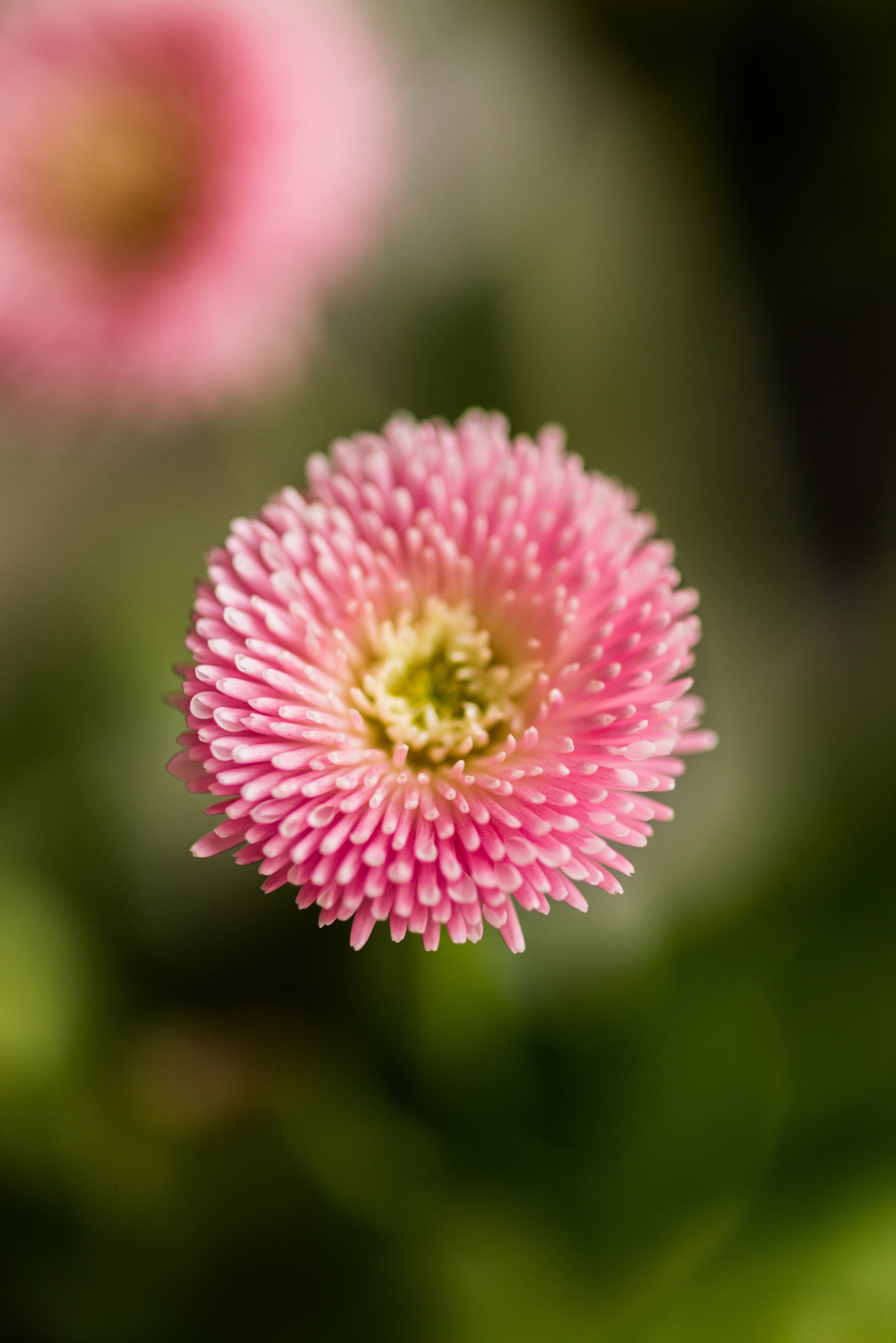 Große Wandbilder-Zarte pinke Blume im Nahaufnahme