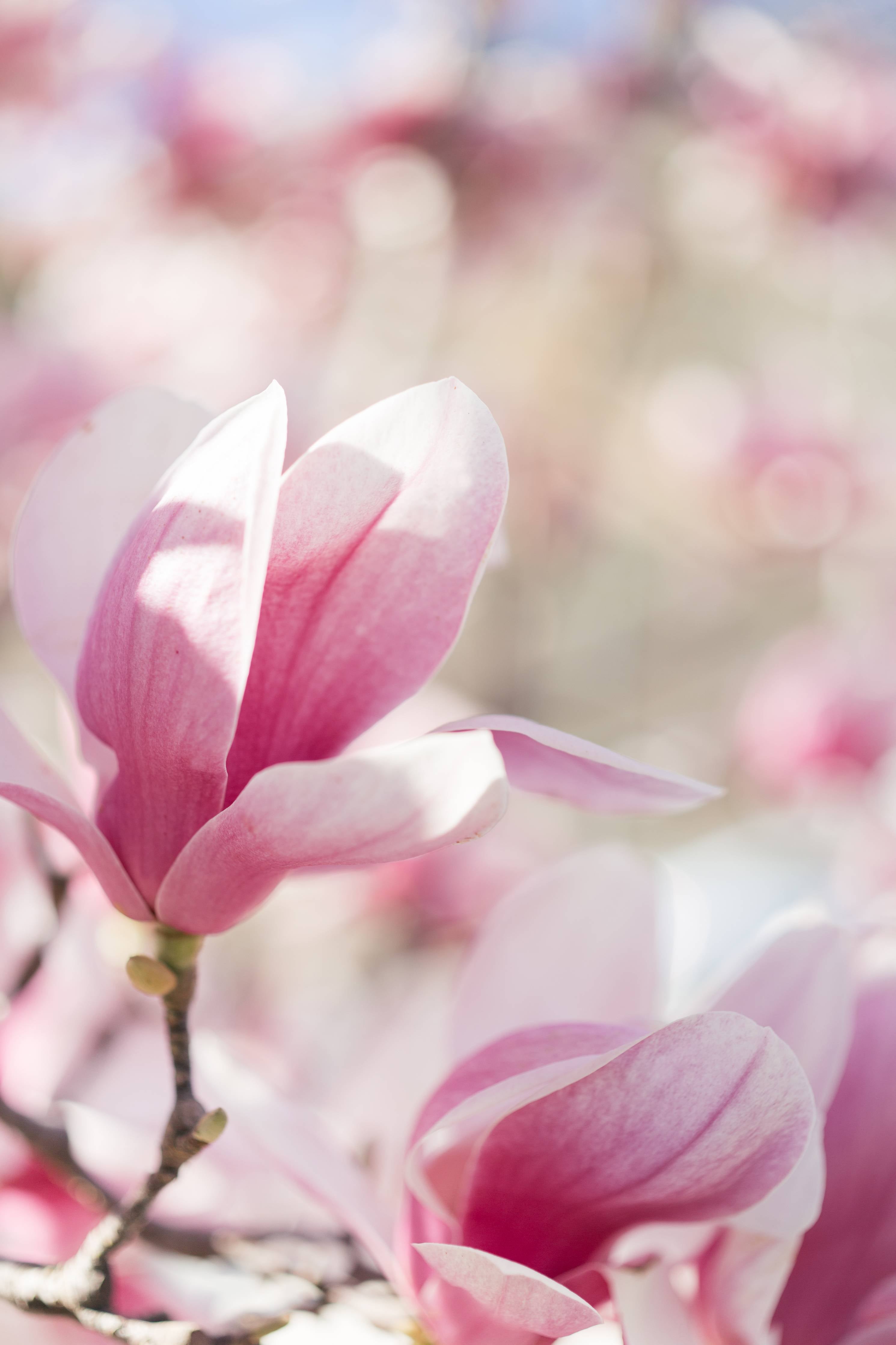 Große Wandbilder-Zarte rosa Magnolie